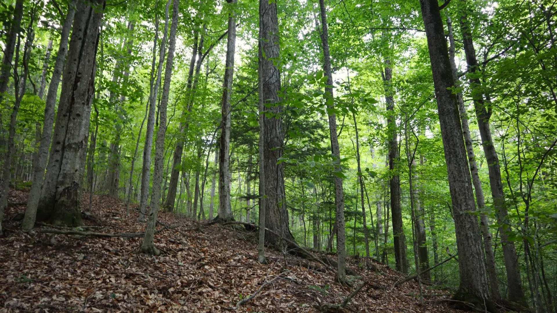 Property at 0 Valley Rd, Thurman, NY 12885 72