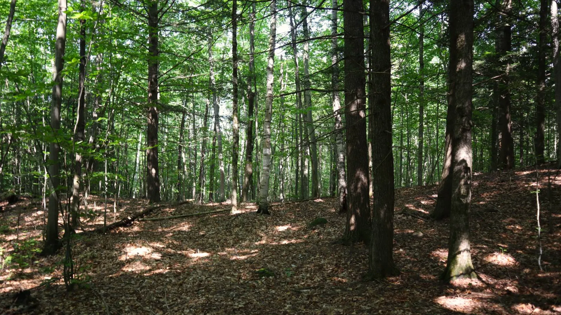 Property at 0 Valley Rd, Thurman, NY 12885 83