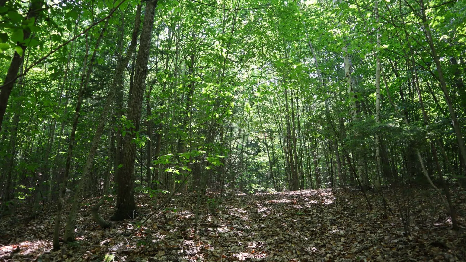 Property at 0 Valley Rd, Thurman, NY 12885 88