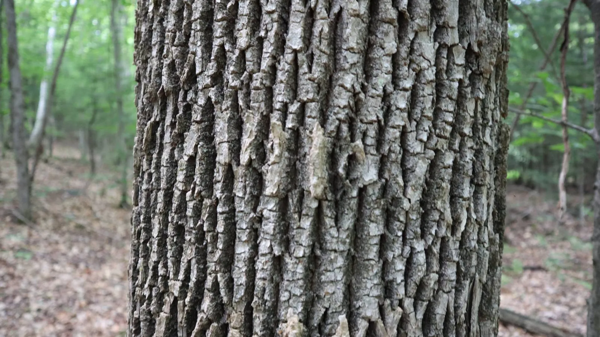 Property at 0 Valley Rd, Thurman, NY 12885 90