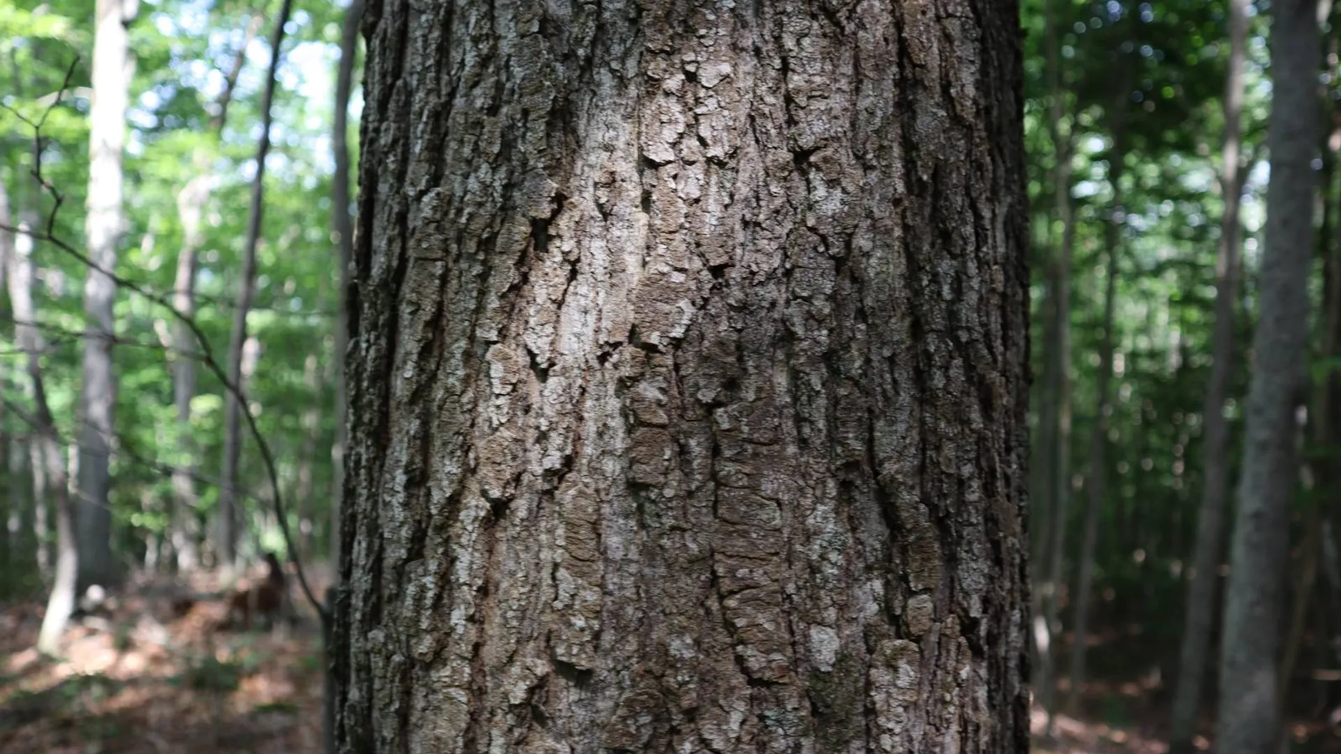 Property at 0 Valley Rd, Thurman, NY 12885 92