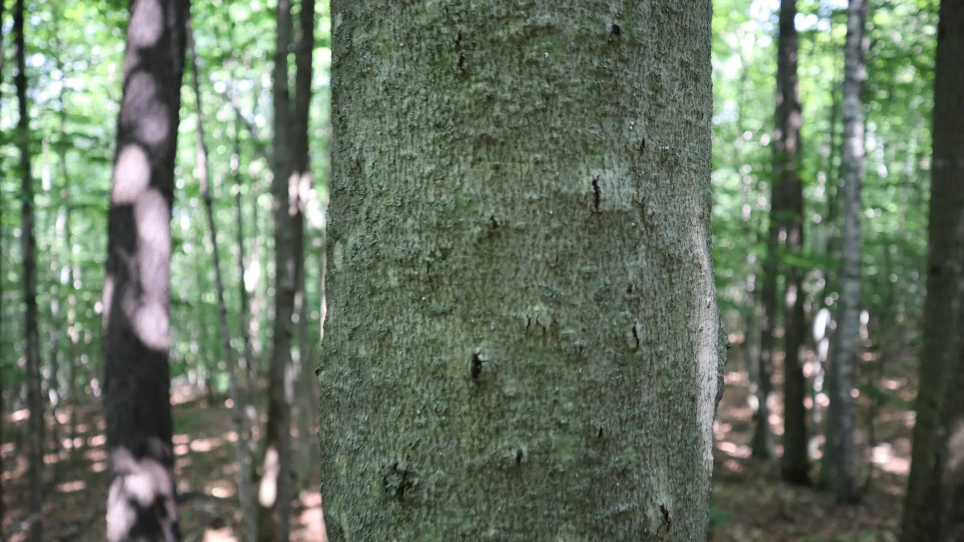 Property at 0 Valley Rd, Thurman, NY 12885 93