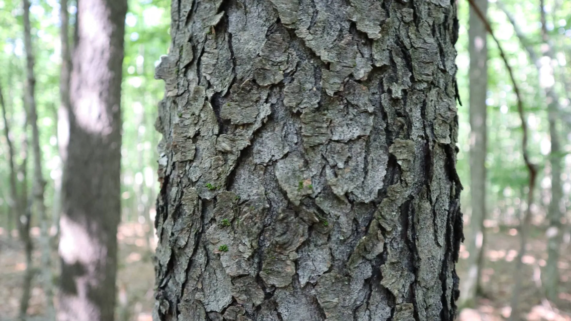 Property at 0 Valley Rd, Thurman, NY 12885 94