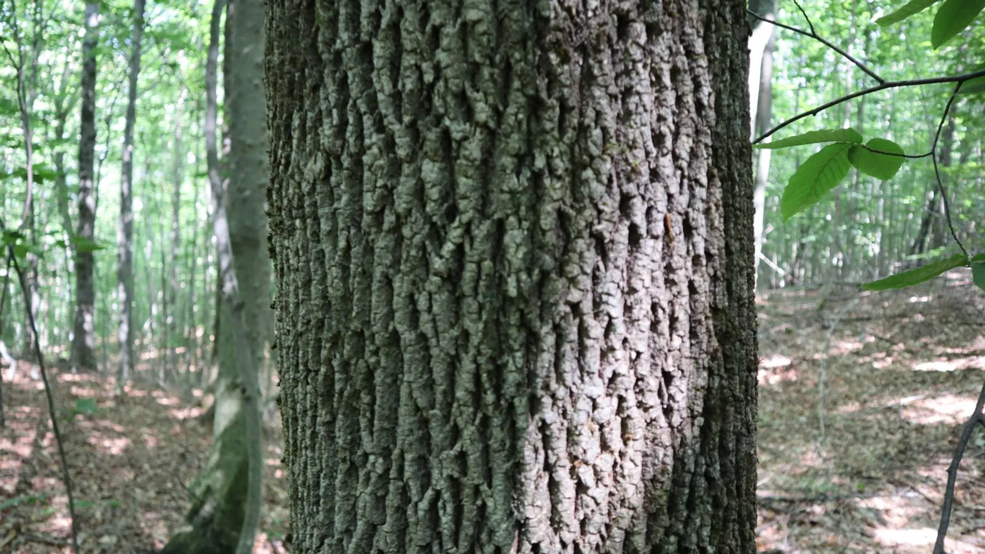 Property at 0 Valley Rd, Thurman, NY 12885 95