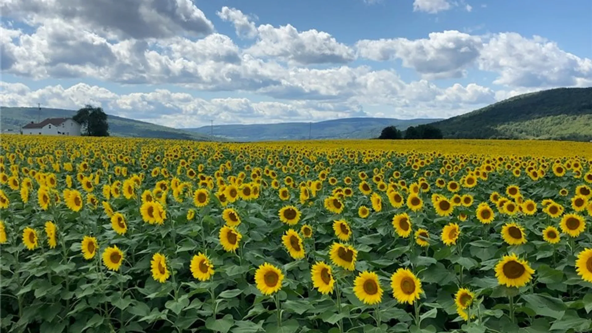 Property at 52 Vine Valley Park, Middlesex, NY 14507 36