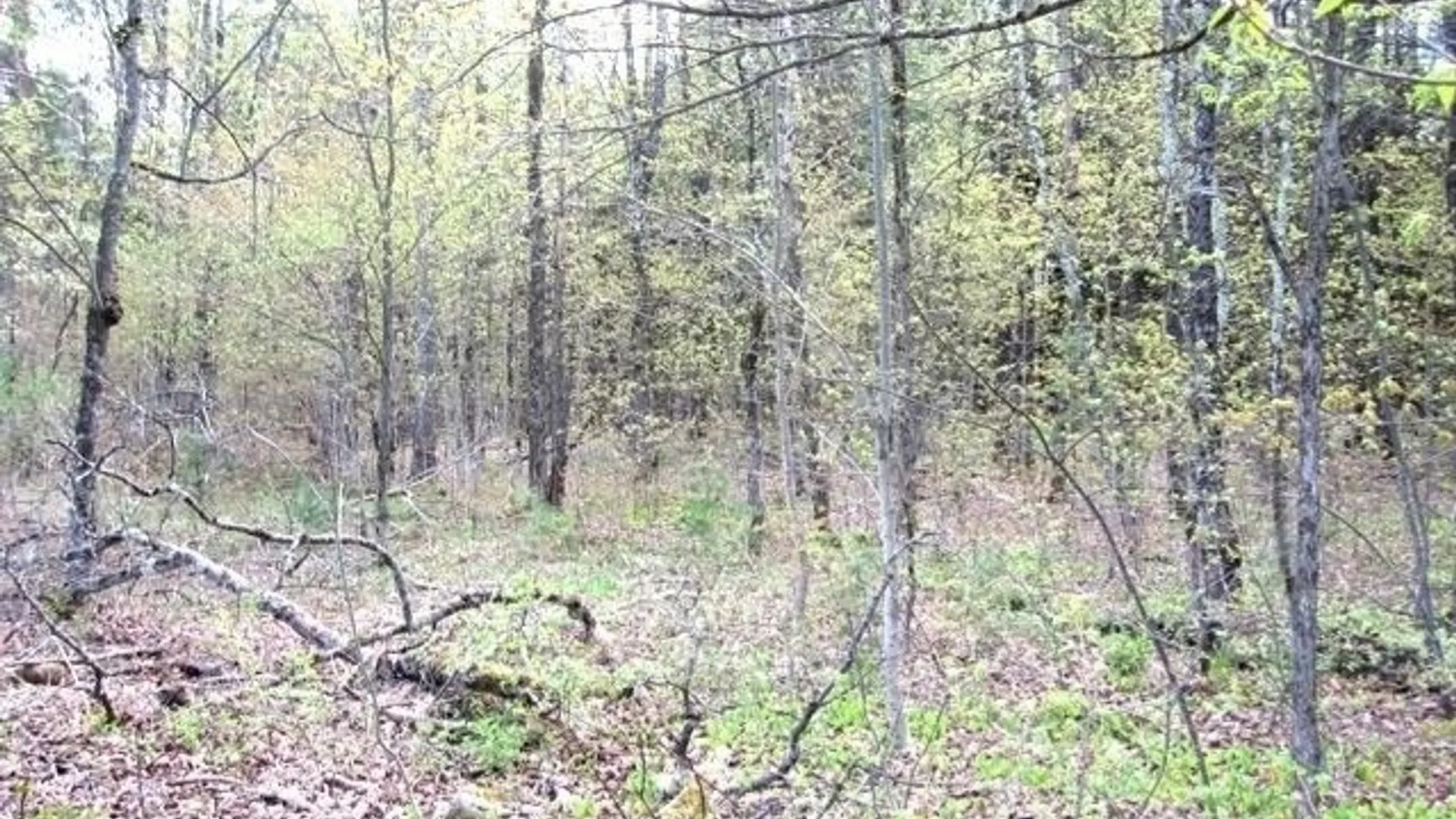 Property at Red School Road, Salisbury, NY 13454 4