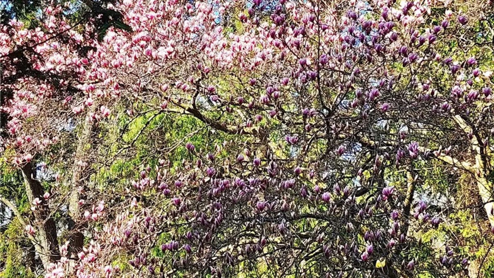 Property at 149 Dunning Avenue, Auburn, NY 13021 36