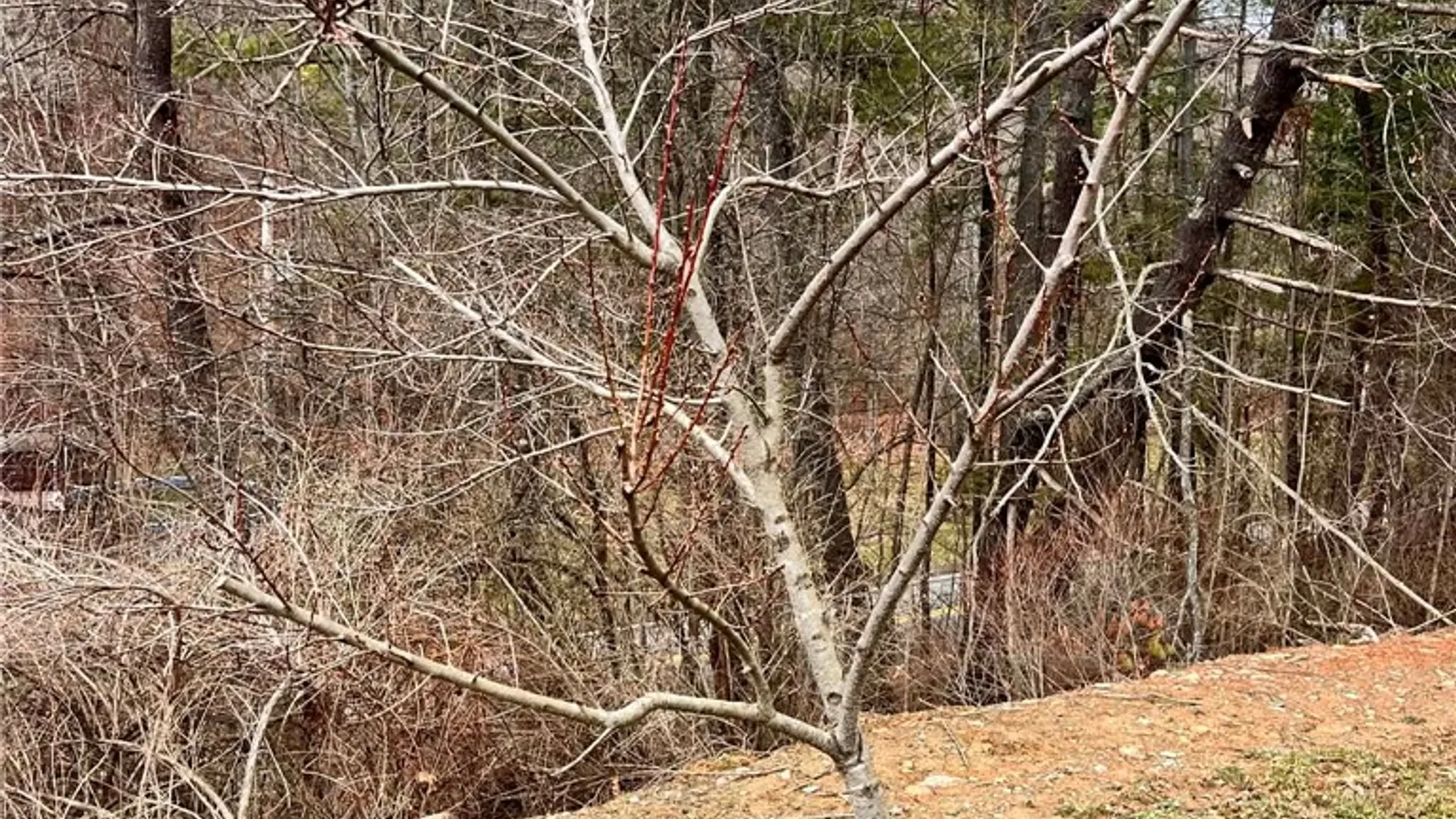 Property at 4432 County Route 1, Campbell, NY 14821 31