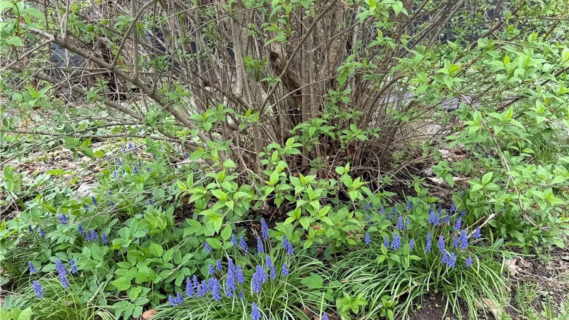 Property at 327 Robinson Street, Syracuse, NY 13203 48