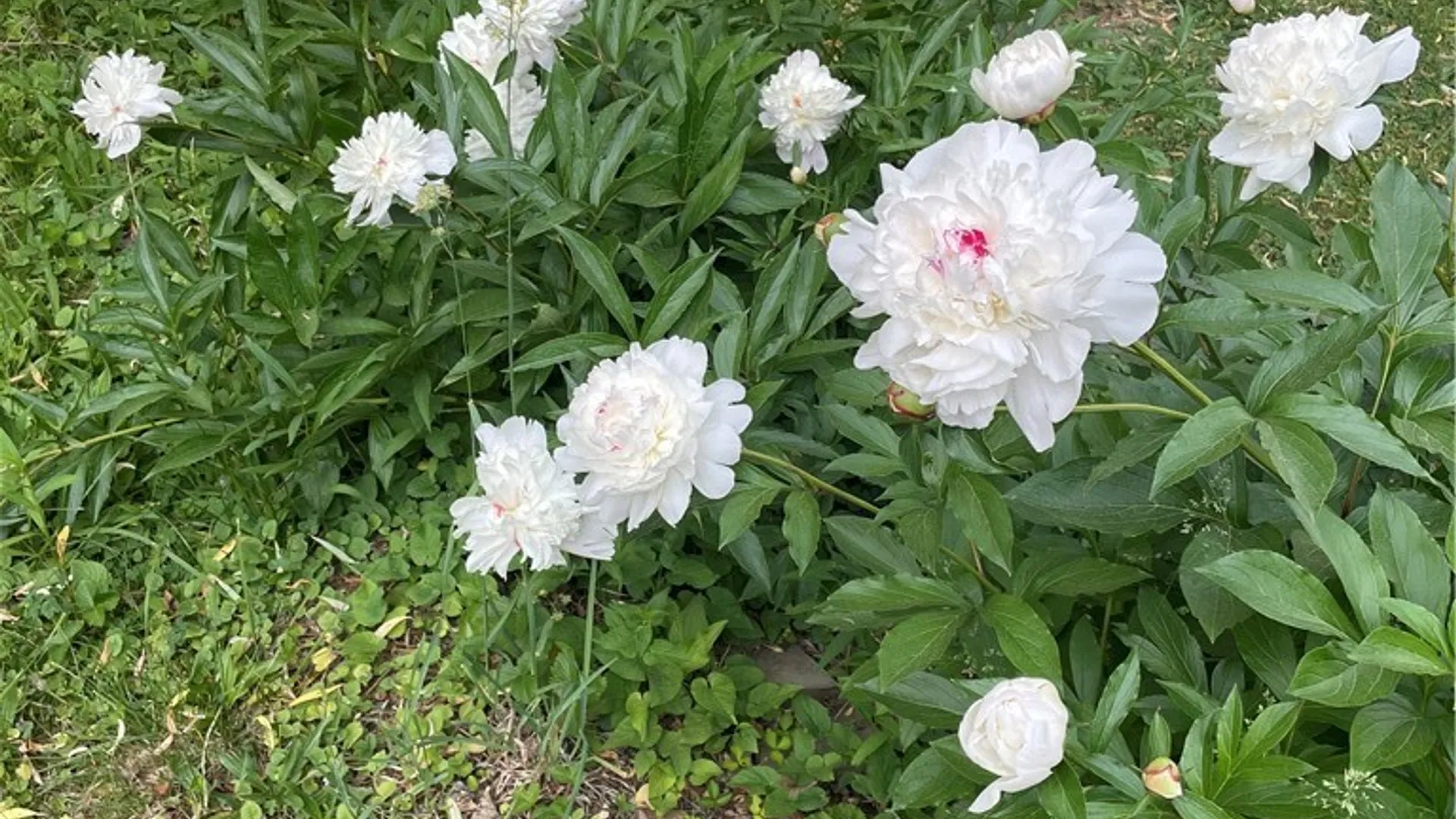 Property at 316 Barrington Road, Syracuse, NY 13214 42