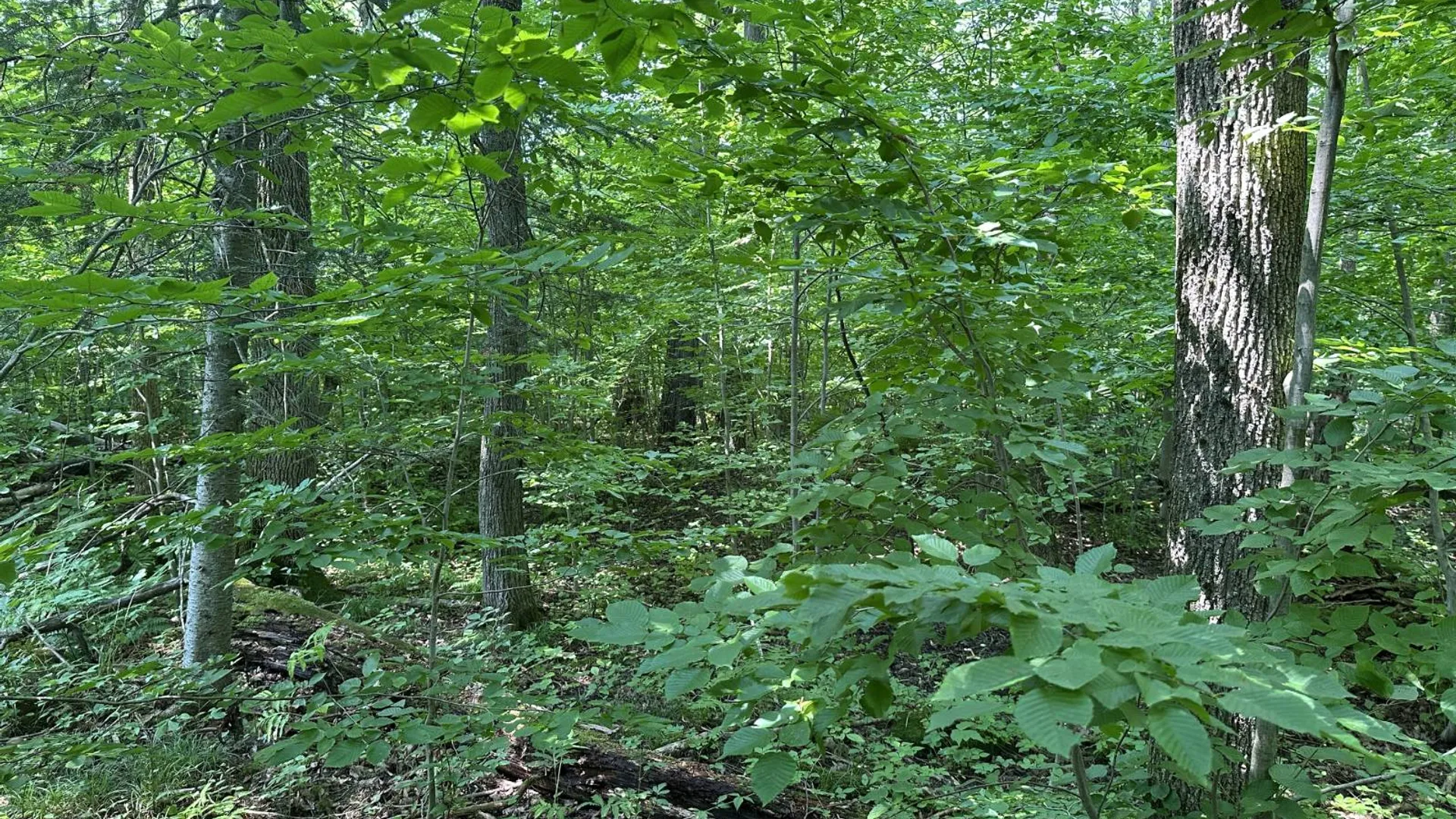 Property at 0 Whalen Rd, Churabusco, NY 12923 11