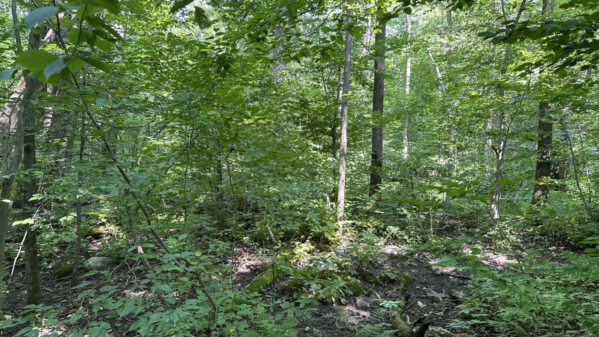 Property at 0 Whalen Rd, Churabusco, NY 12923 14