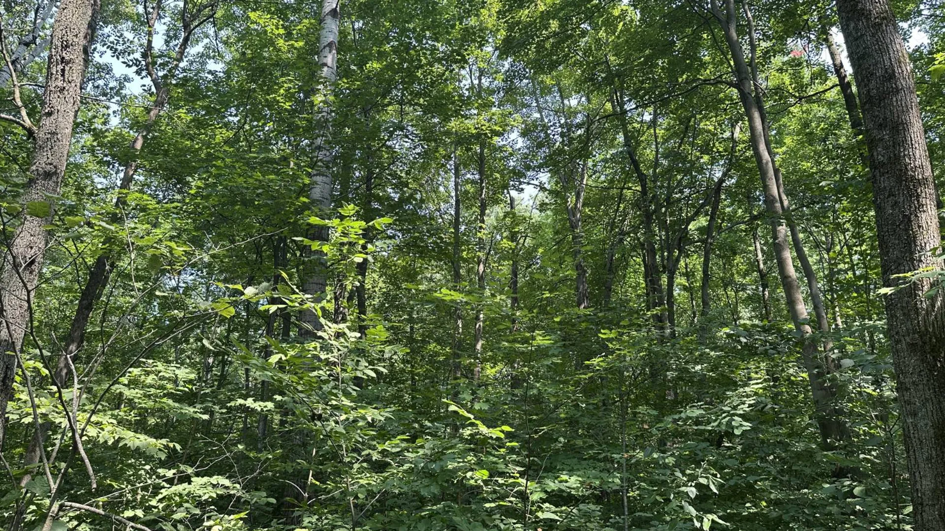 Property at 0 Whalen Rd, Churabusco, NY 12923 15