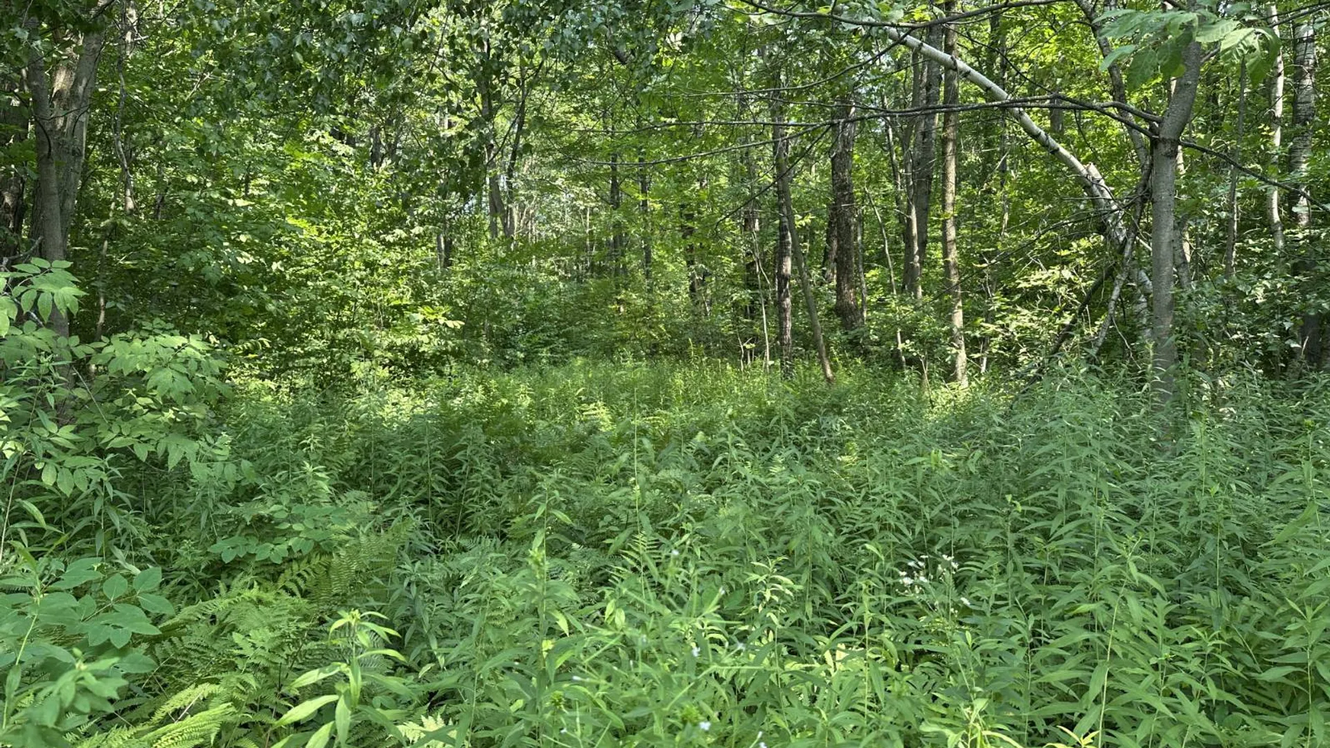 Property at 0 Whalen Rd, Churabusco, NY 12923 16