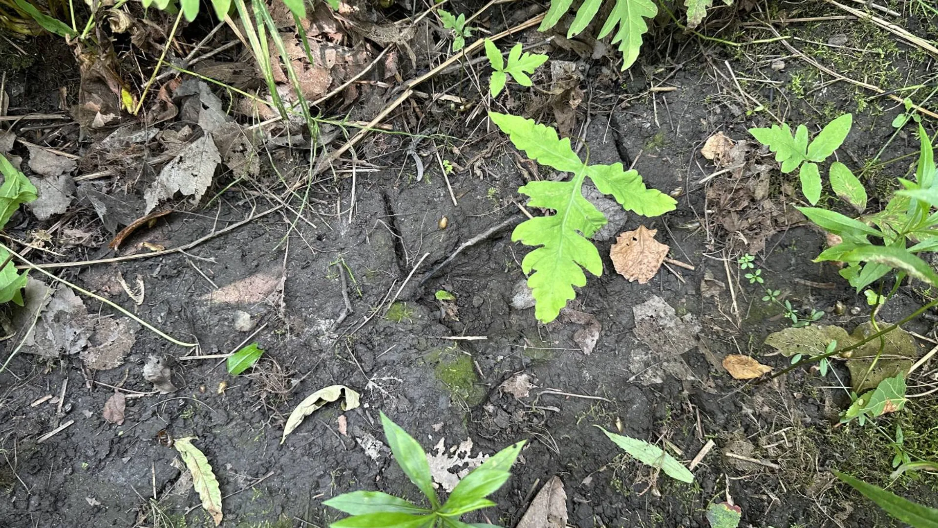 Property at 0 Whalen Rd, Churabusco, NY 12923 18