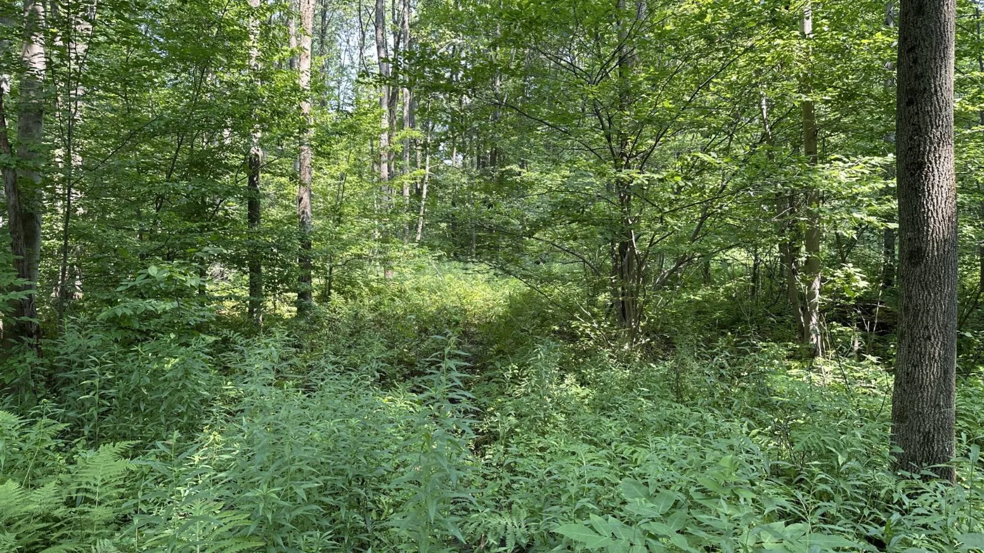 Property at 0 Whalen Rd, Churabusco, NY 12923 19