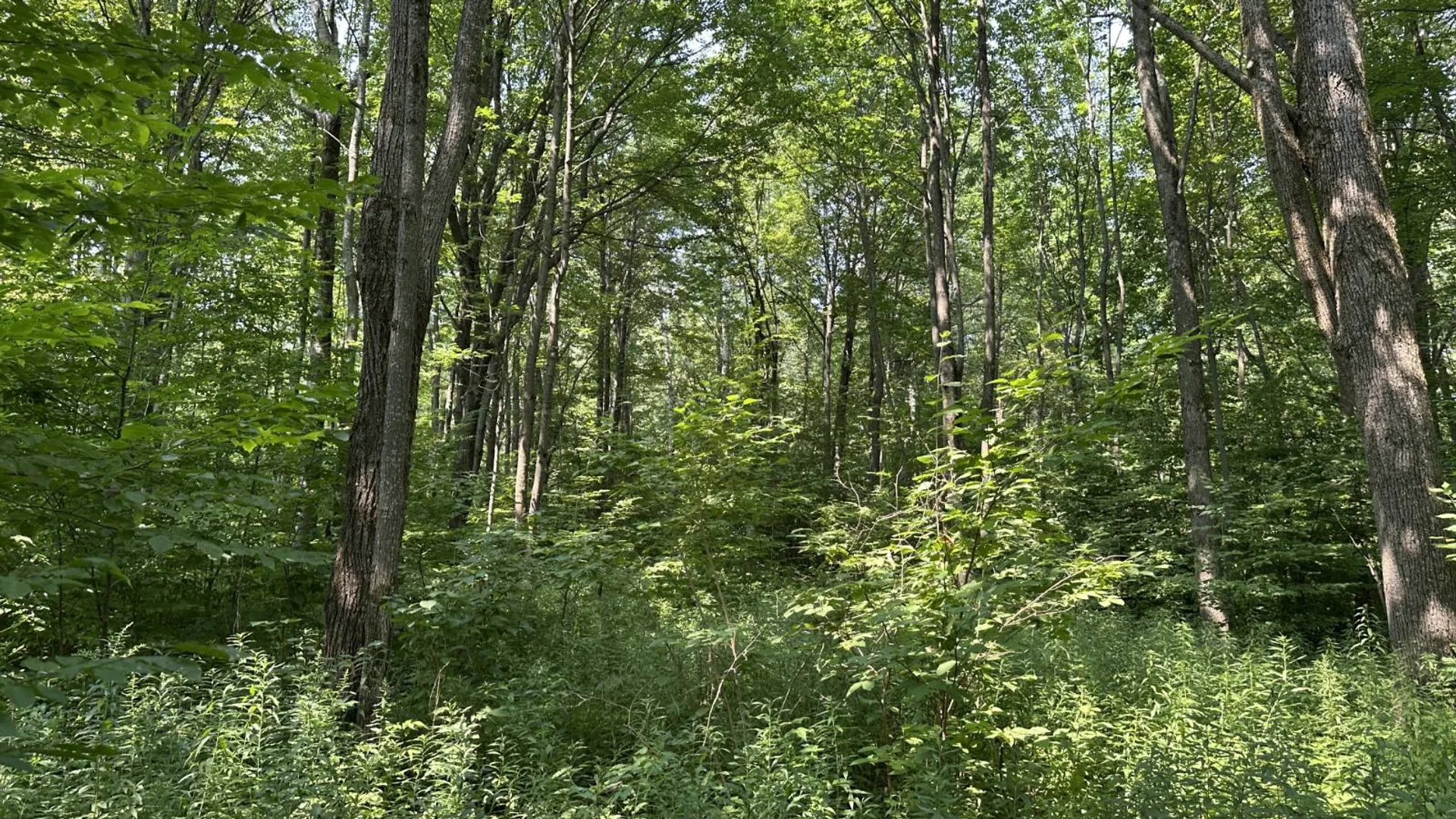 Property at 0 Whalen Rd, Churabusco, NY 12923 22