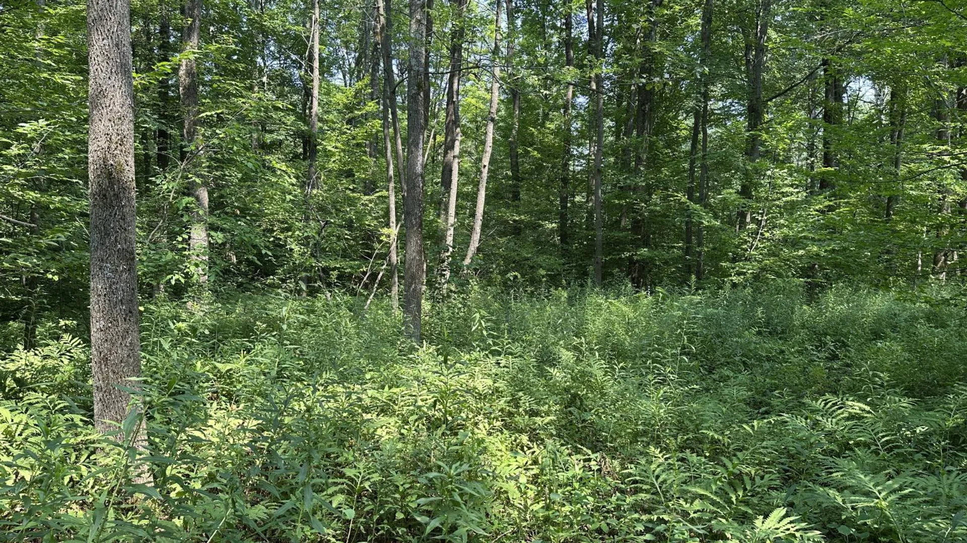 Property at 0 Whalen Rd, Churabusco, NY 12923 23