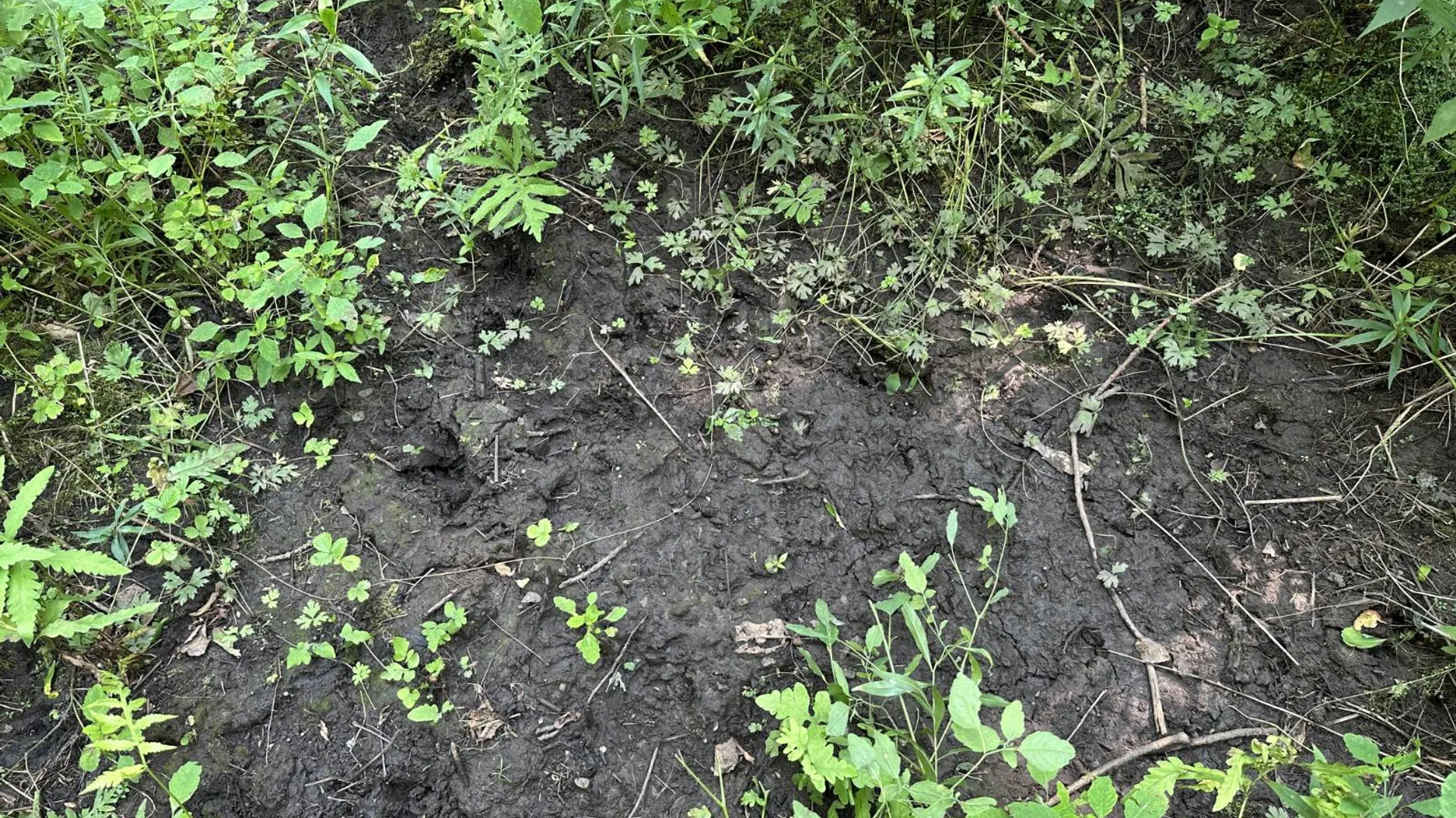 Property at 0 Whalen Rd, Churabusco, NY 12923 24