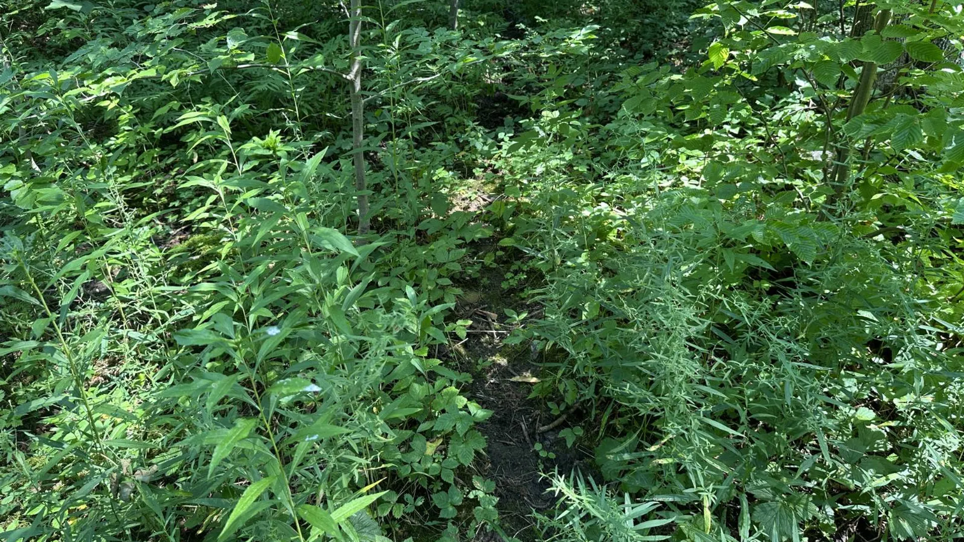 Property at 0 Whalen Rd, Churabusco, NY 12923 25