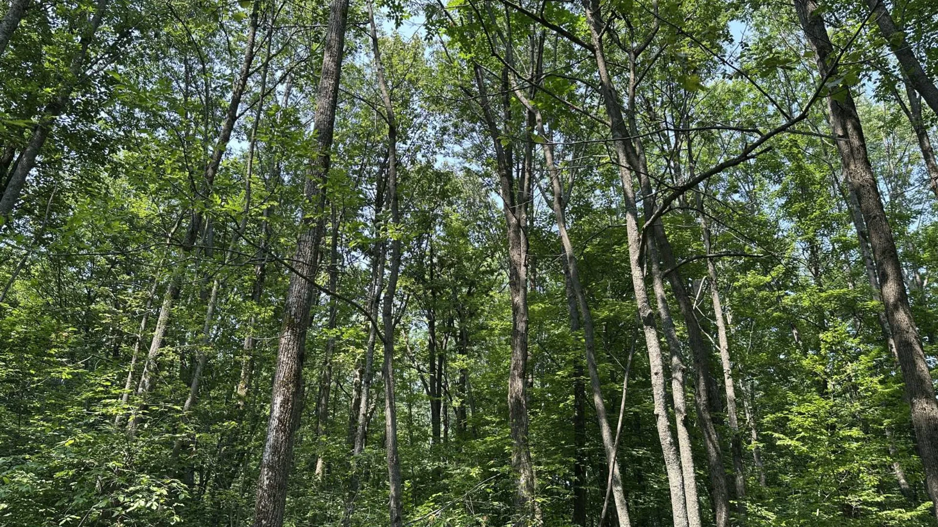 Property at 0 Whalen Rd, Churabusco, NY 12923 27