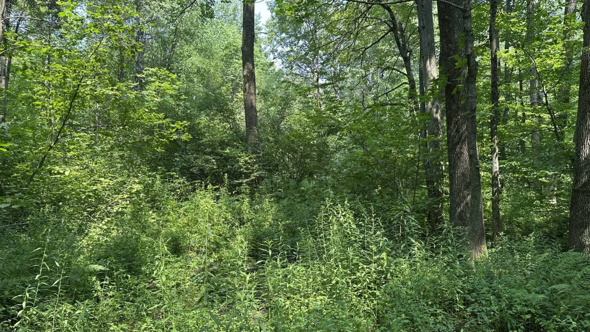 Property at 0 Whalen Rd, Churabusco, NY 12923 28