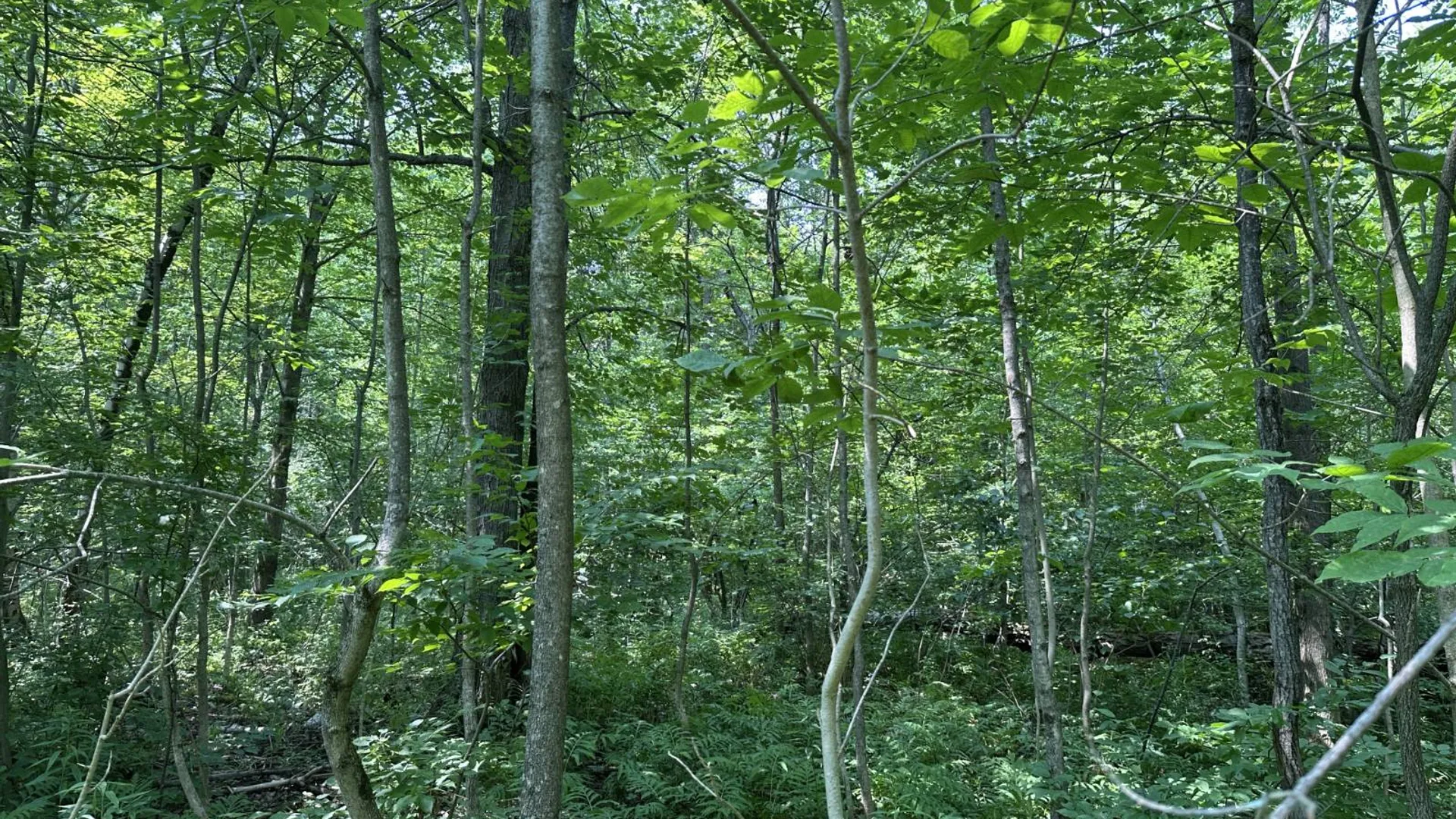 Property at 0 Whalen Rd, Churabusco, NY 12923 29