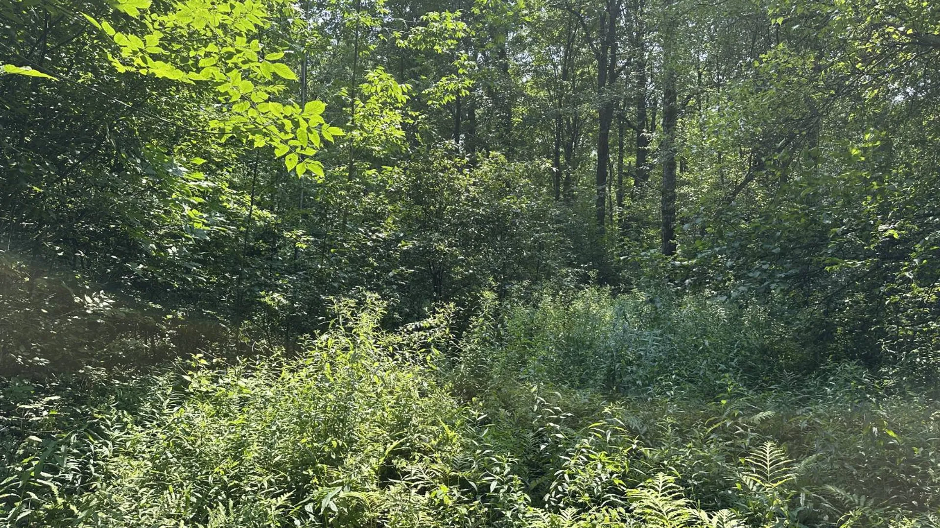 Property at 0 Whalen Rd, Churabusco, NY 12923 30