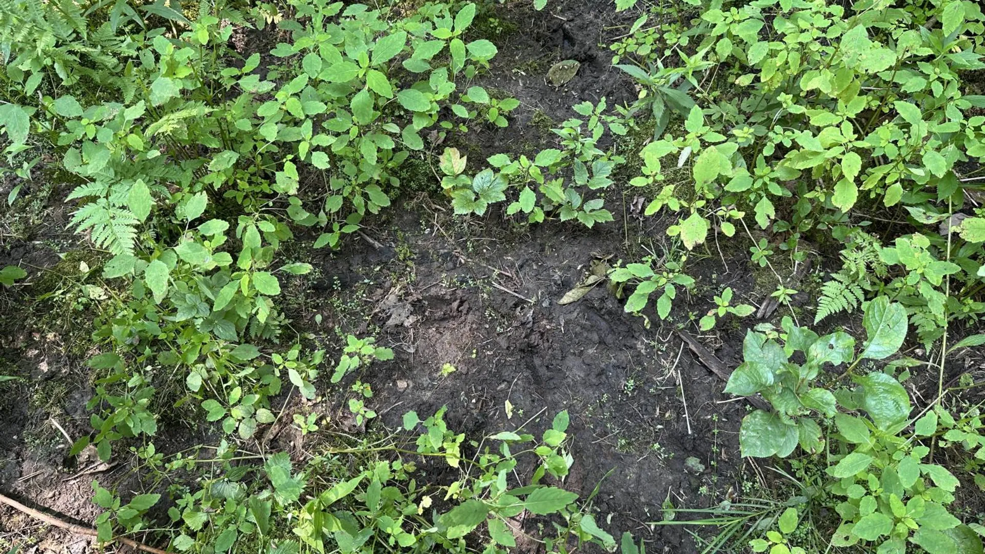 Property at 0 Whalen Rd, Churabusco, NY 12923 31