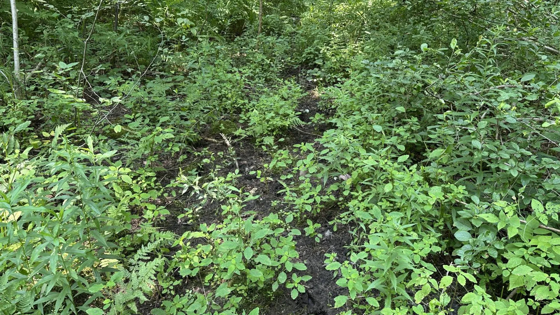 Property at 0 Whalen Rd, Churabusco, NY 12923 32