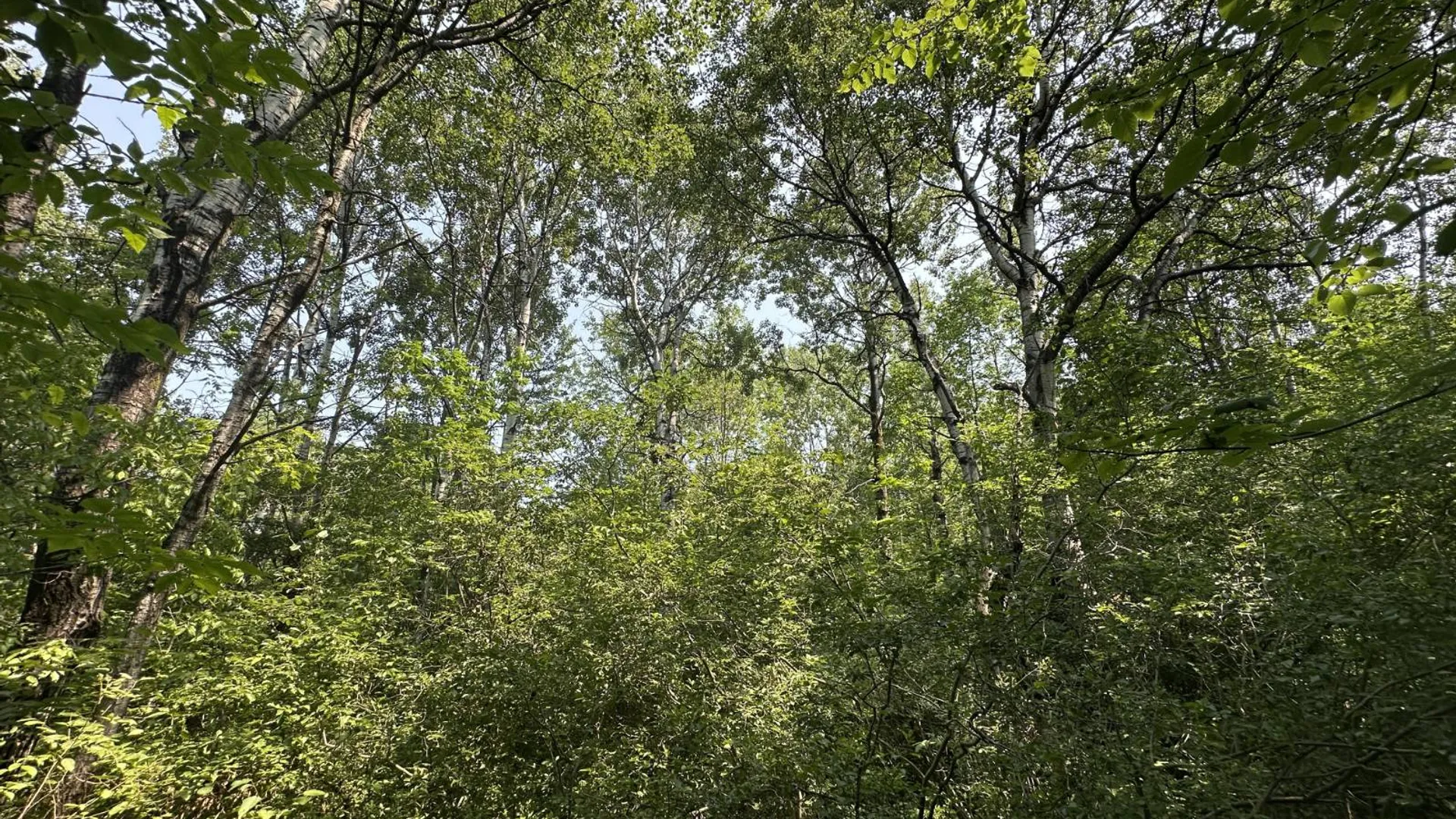 Property at 0 Whalen Rd, Churabusco, NY 12923 36