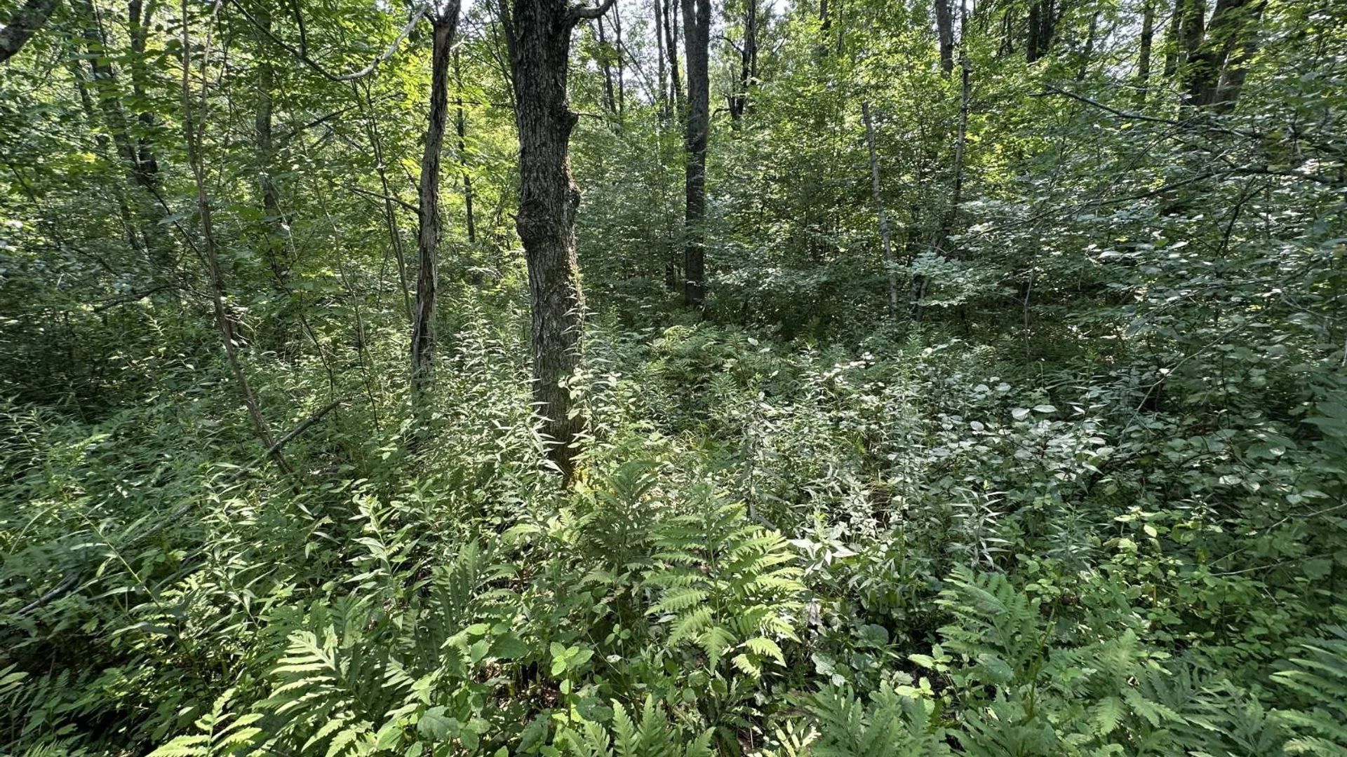 Property at 0 Whalen Rd, Churabusco, NY 12923 39