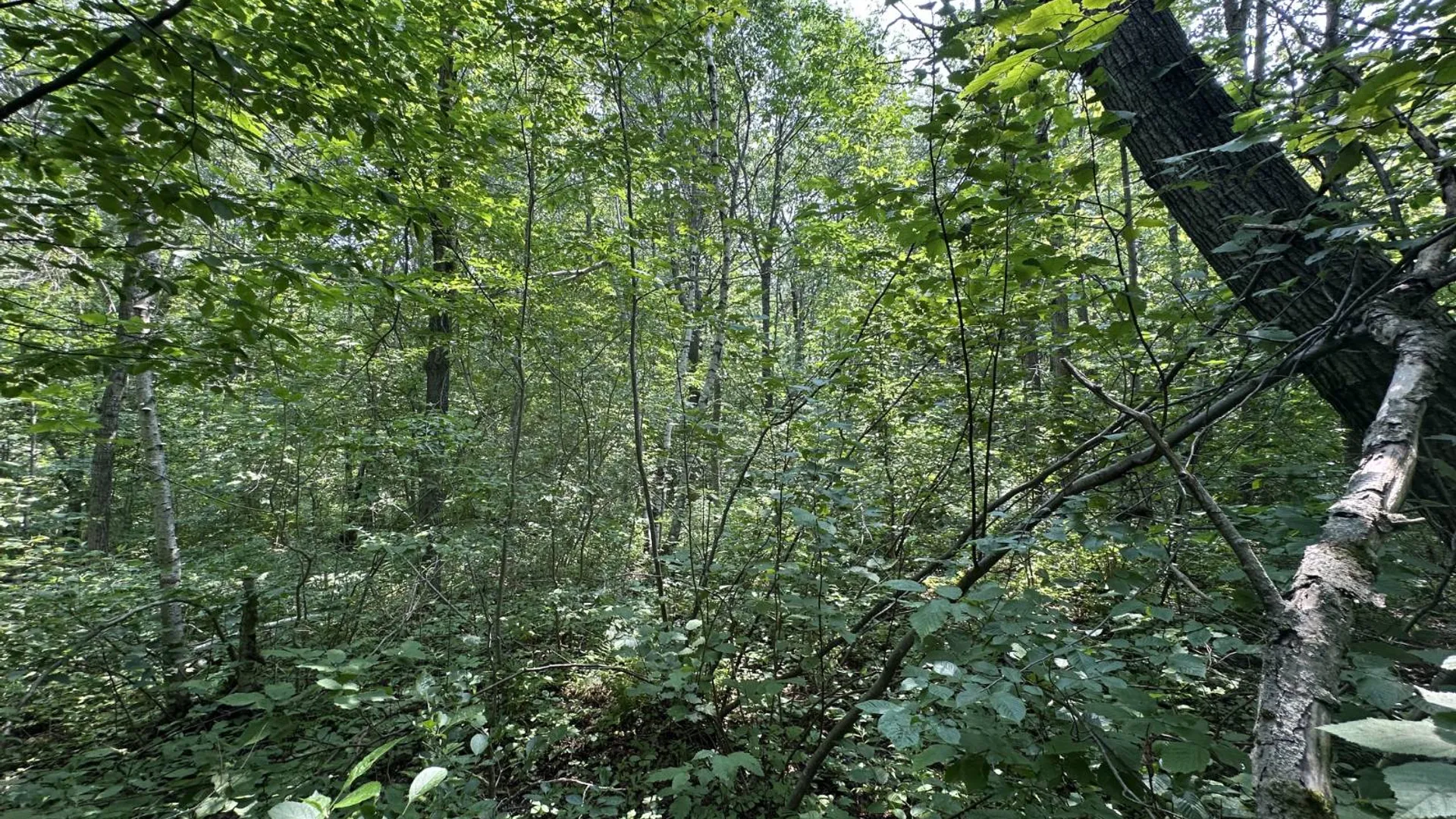 Property at 0 Whalen Rd, Churabusco, NY 12923 41