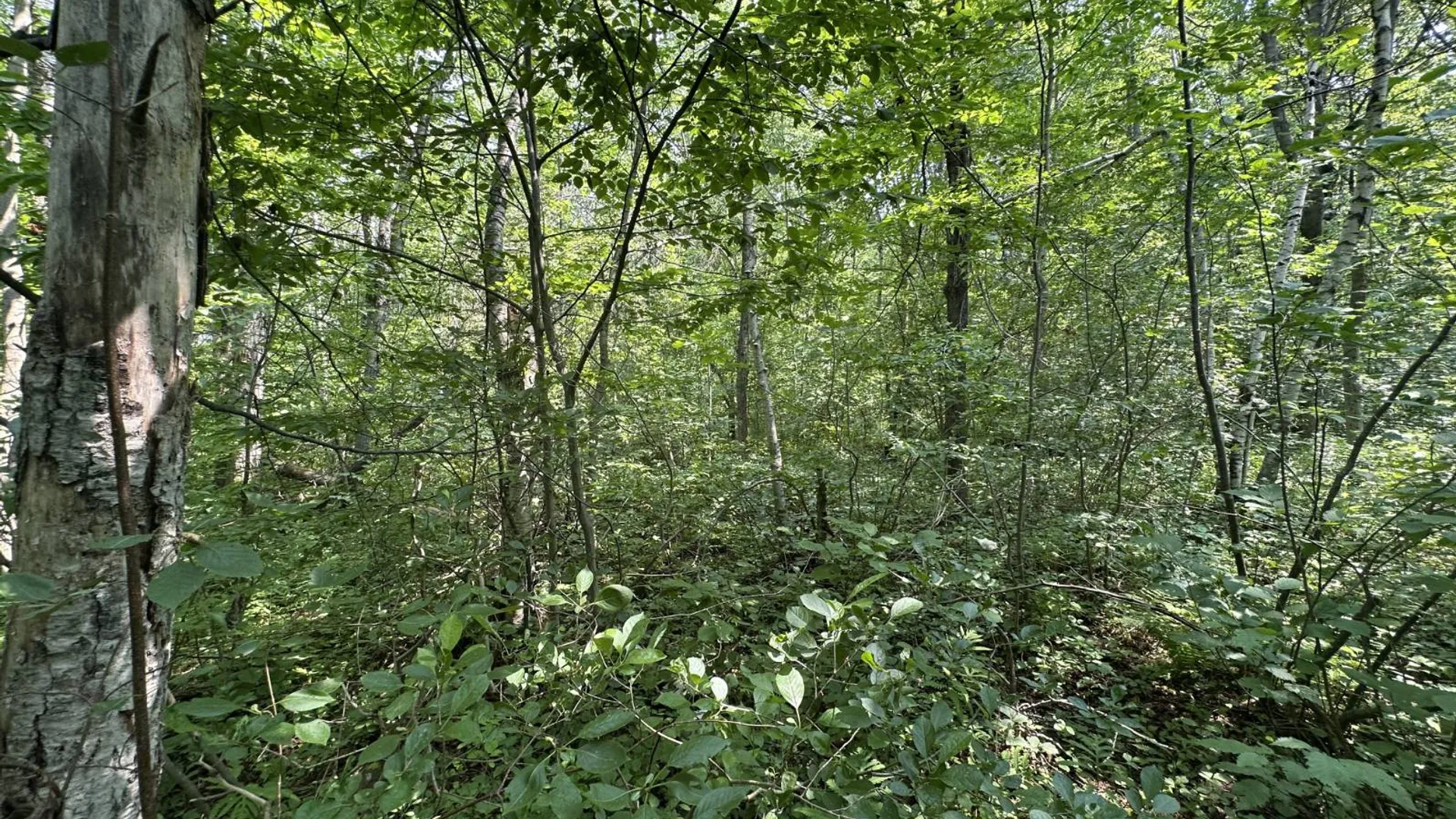 Property at 0 Whalen Rd, Churabusco, NY 12923 42