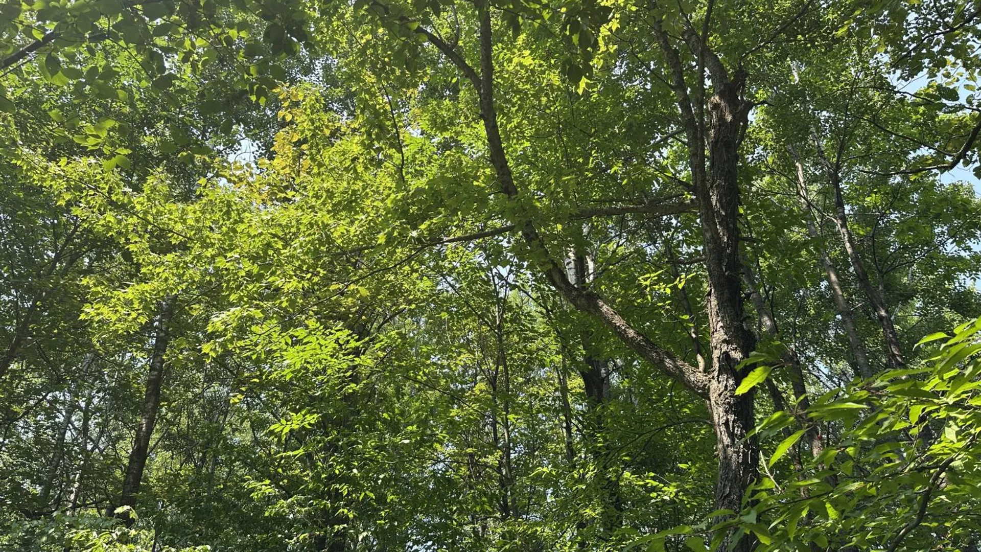 Property at 0 Whalen Rd, Churabusco, NY 12923 44