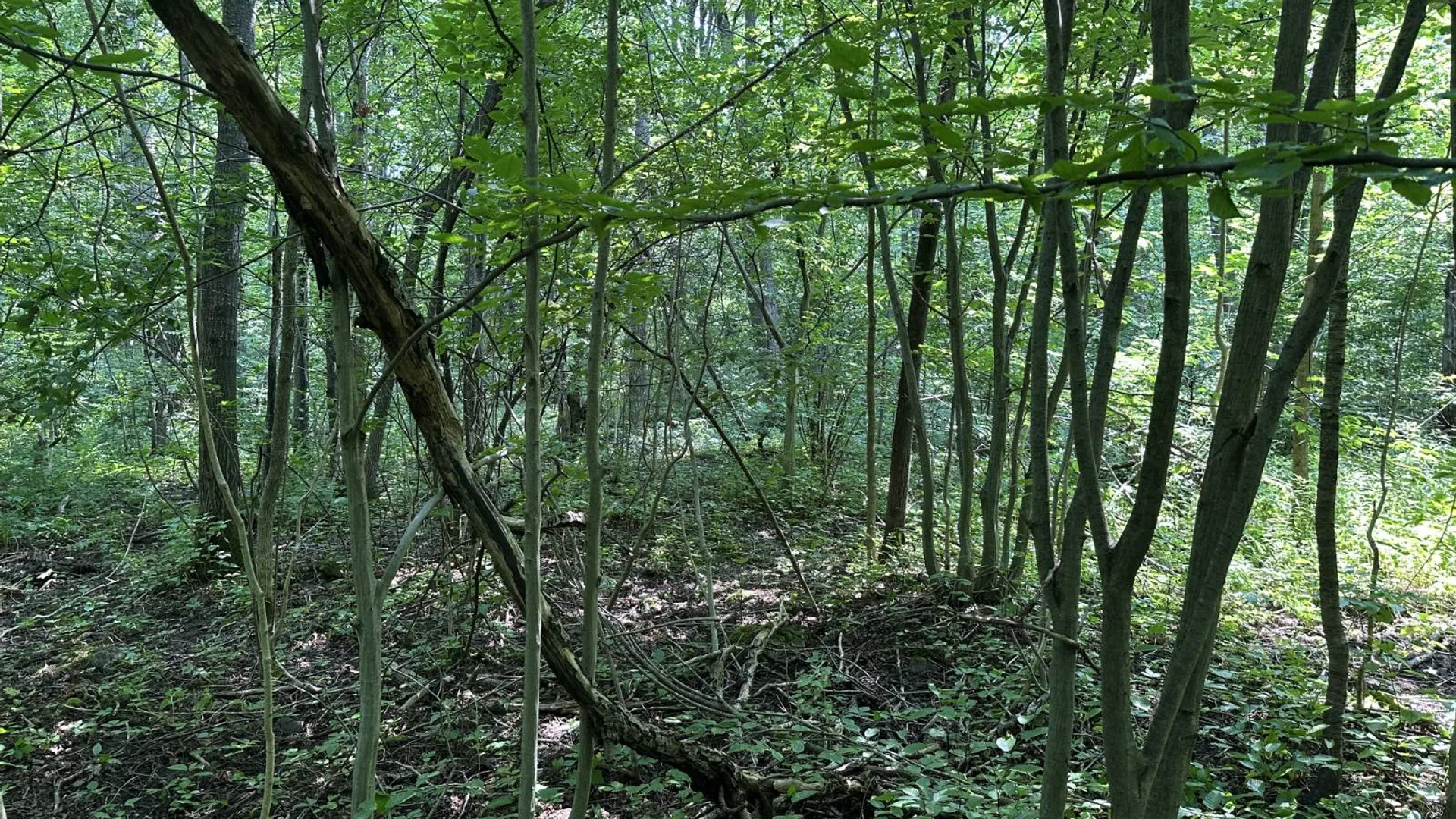 Property at 0 Whalen Rd, Churabusco, NY 12923 46