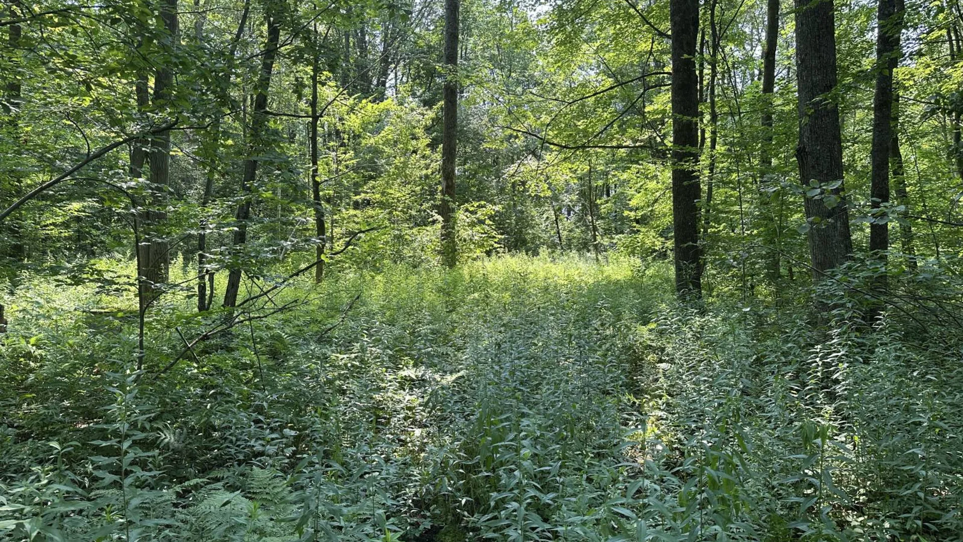 Property at 0 Whalen Rd, Churabusco, NY 12923 47