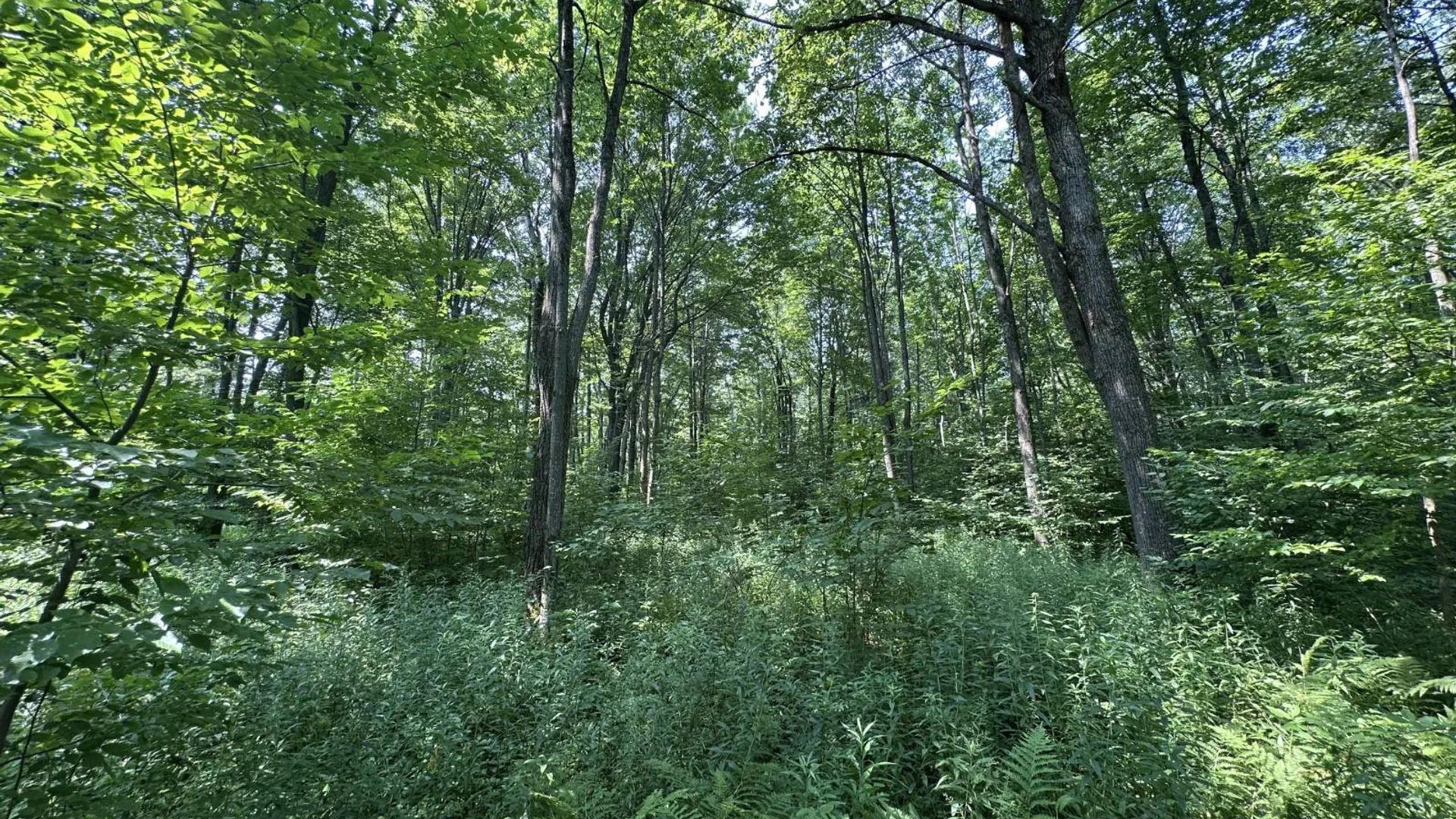 Property at 0 Whalen Rd, Churabusco, NY 12923 49