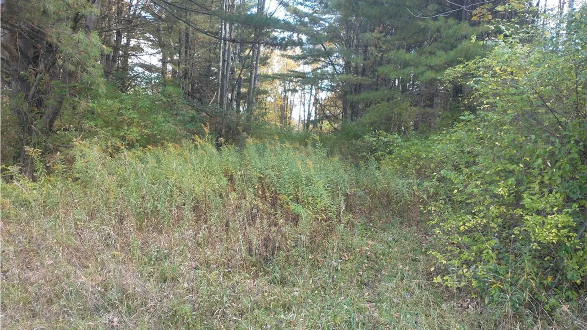Property at 0 Dawson Hill Road, Spencer, NY 14883 2