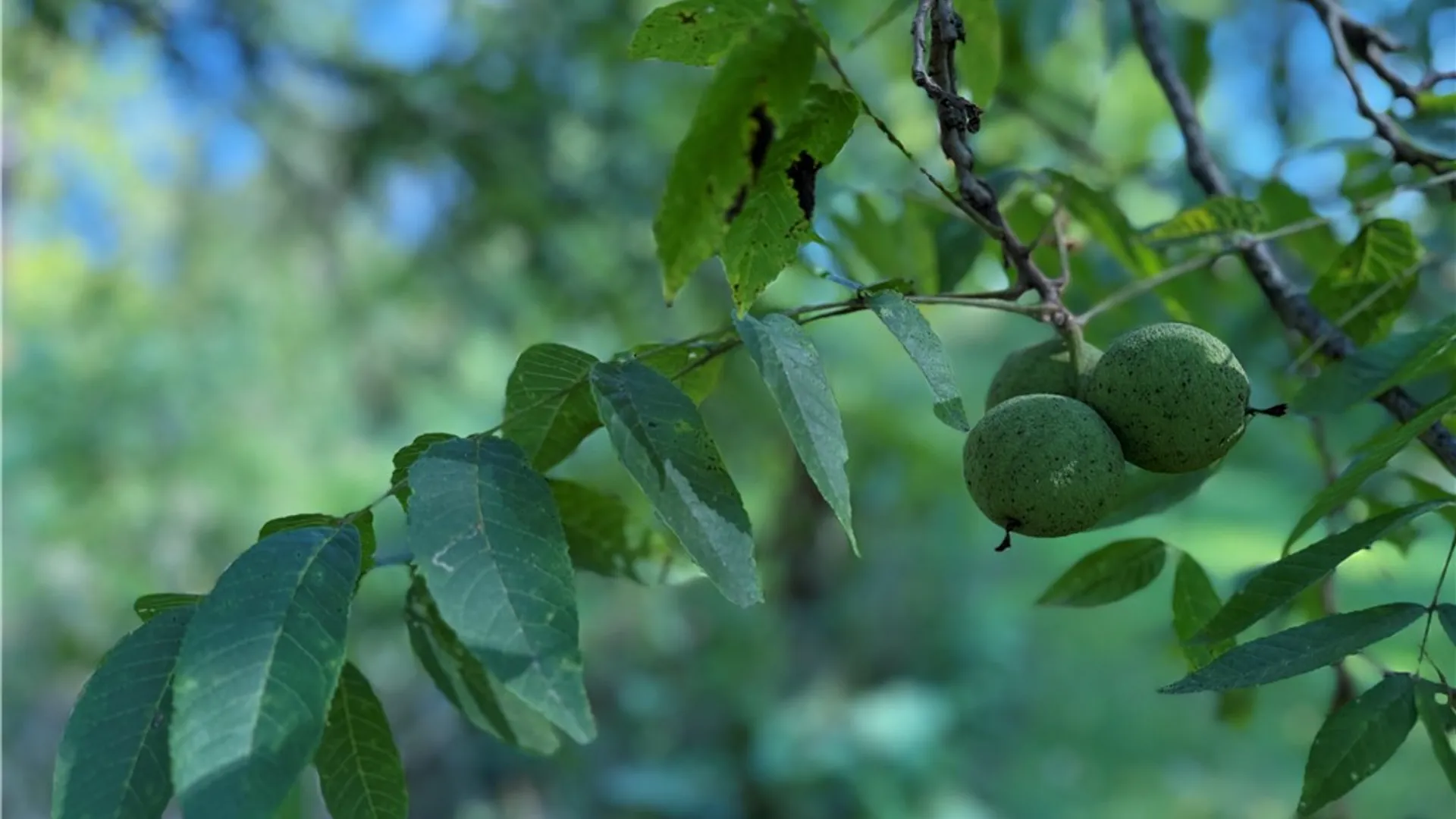 Property at Rt-90, Genoa, NY 13071 18