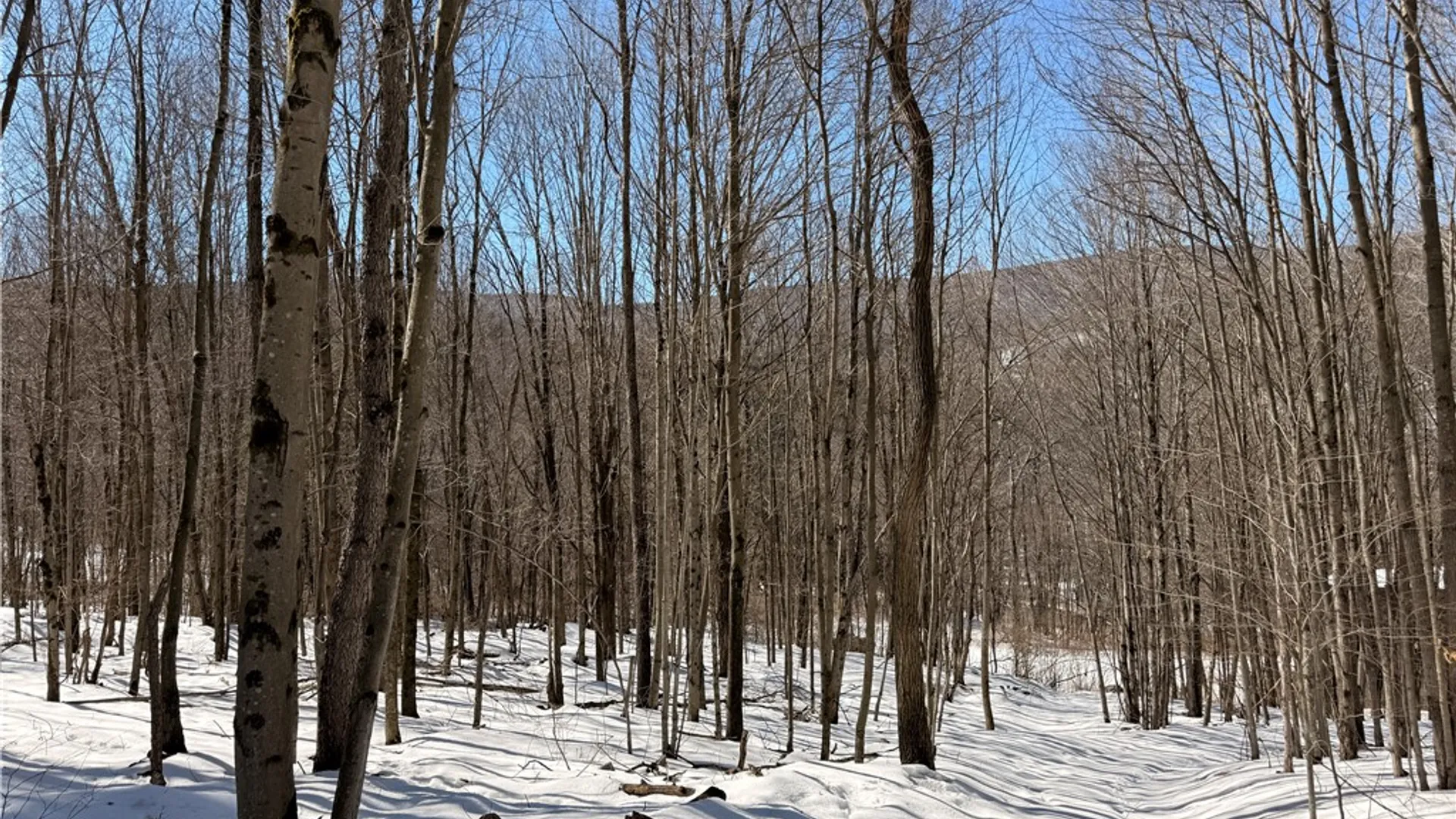 Property at 30 & 33 Harter Road, Lexington, NY 12492 15