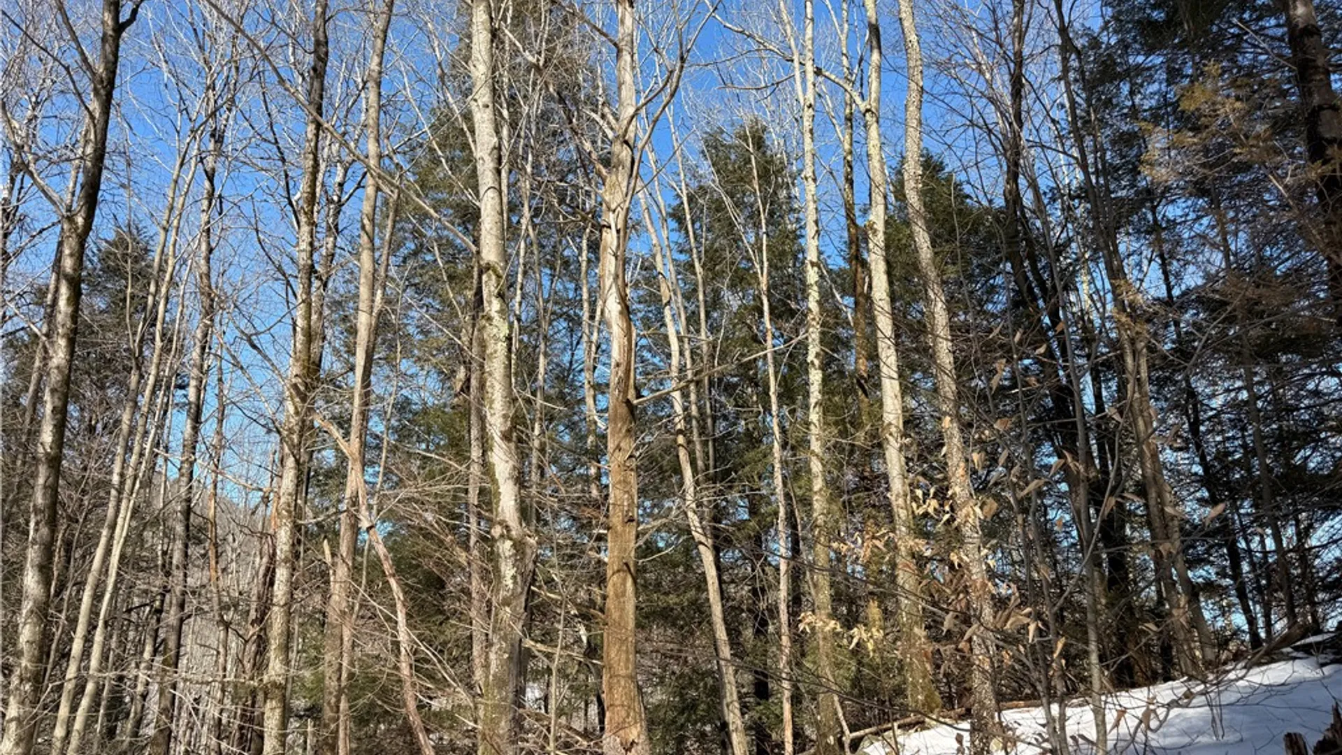 Property at 30 & 33 Harter Road, Lexington, NY 12492 16