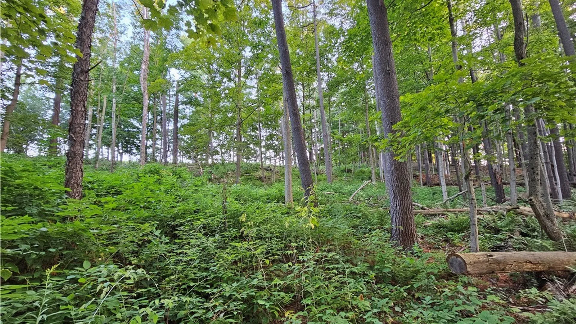 Property at Old State Rd, Denmark, NY 13619 11