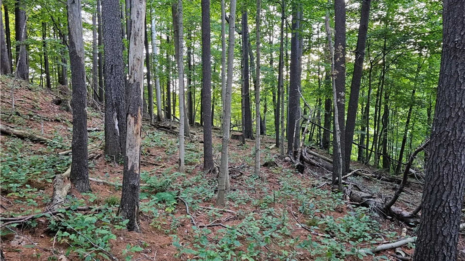 Property at Old State Rd, Denmark, NY 13619 14