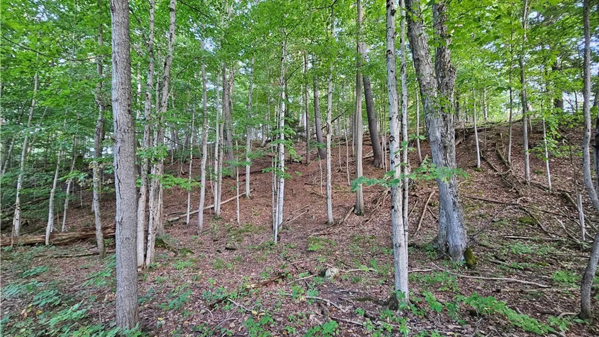 Property at Old State Rd, Denmark, NY 13619 4