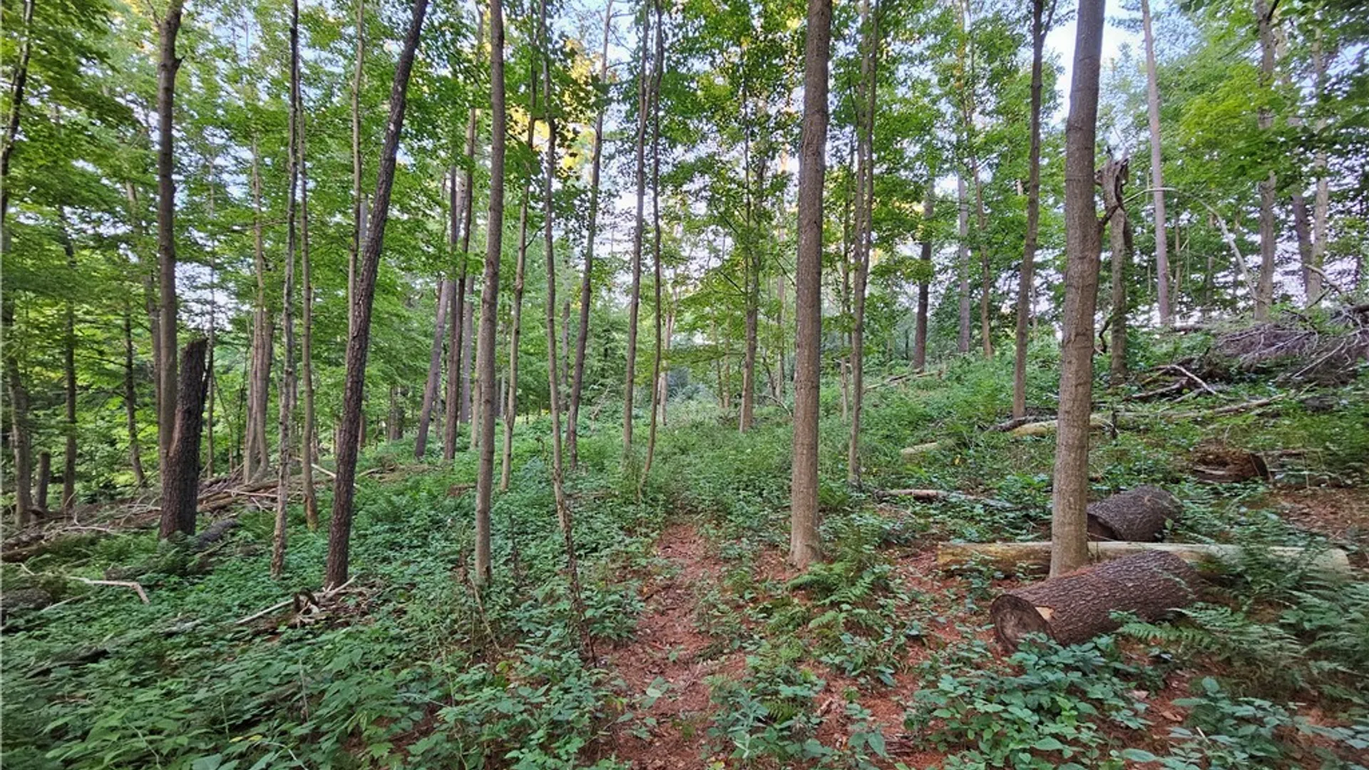 Property at Old State Rd, Denmark, NY 13619 7