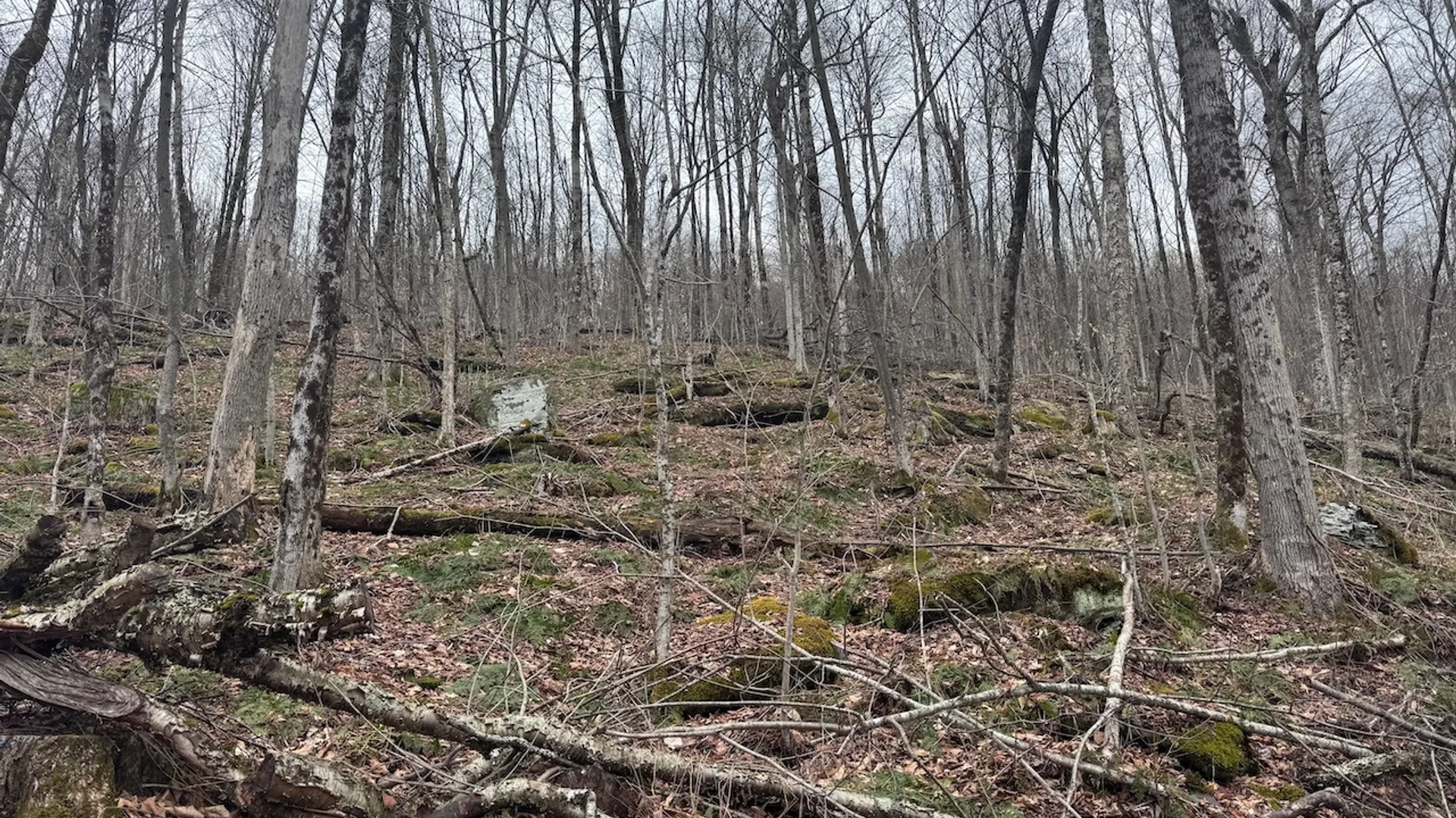 Property at 0 Charlie Wood Road, Delhi, NY 13752 10