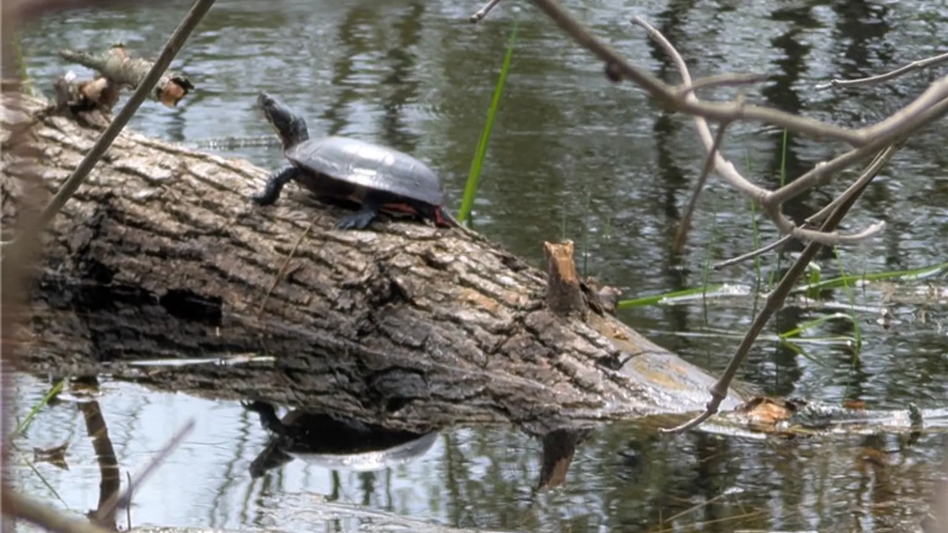 Property at 5408 State Route 53, Prattsburgh, NY 14512 16