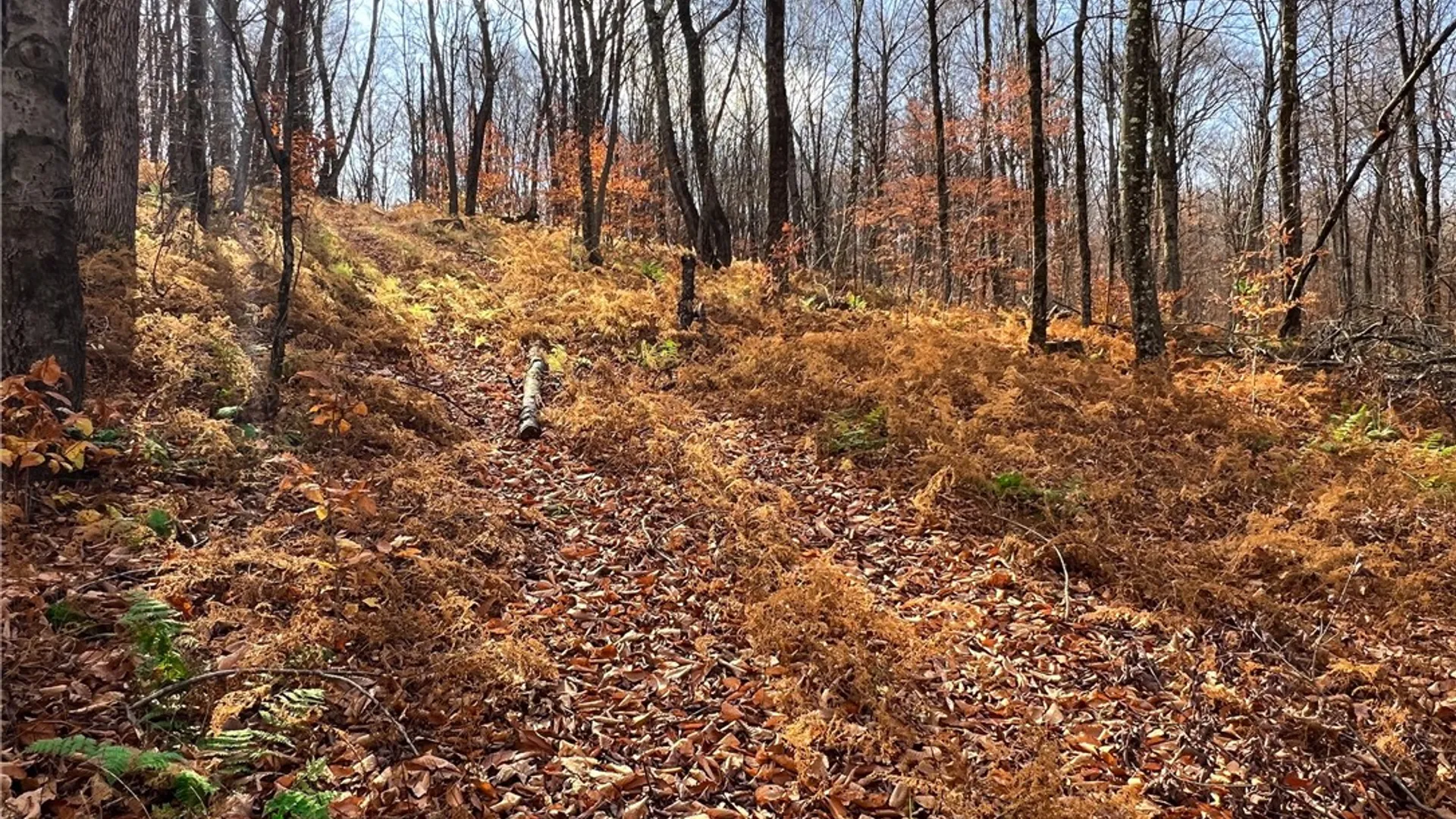 Property at 464 Curtis Lane, Hamden, NY 13782 42