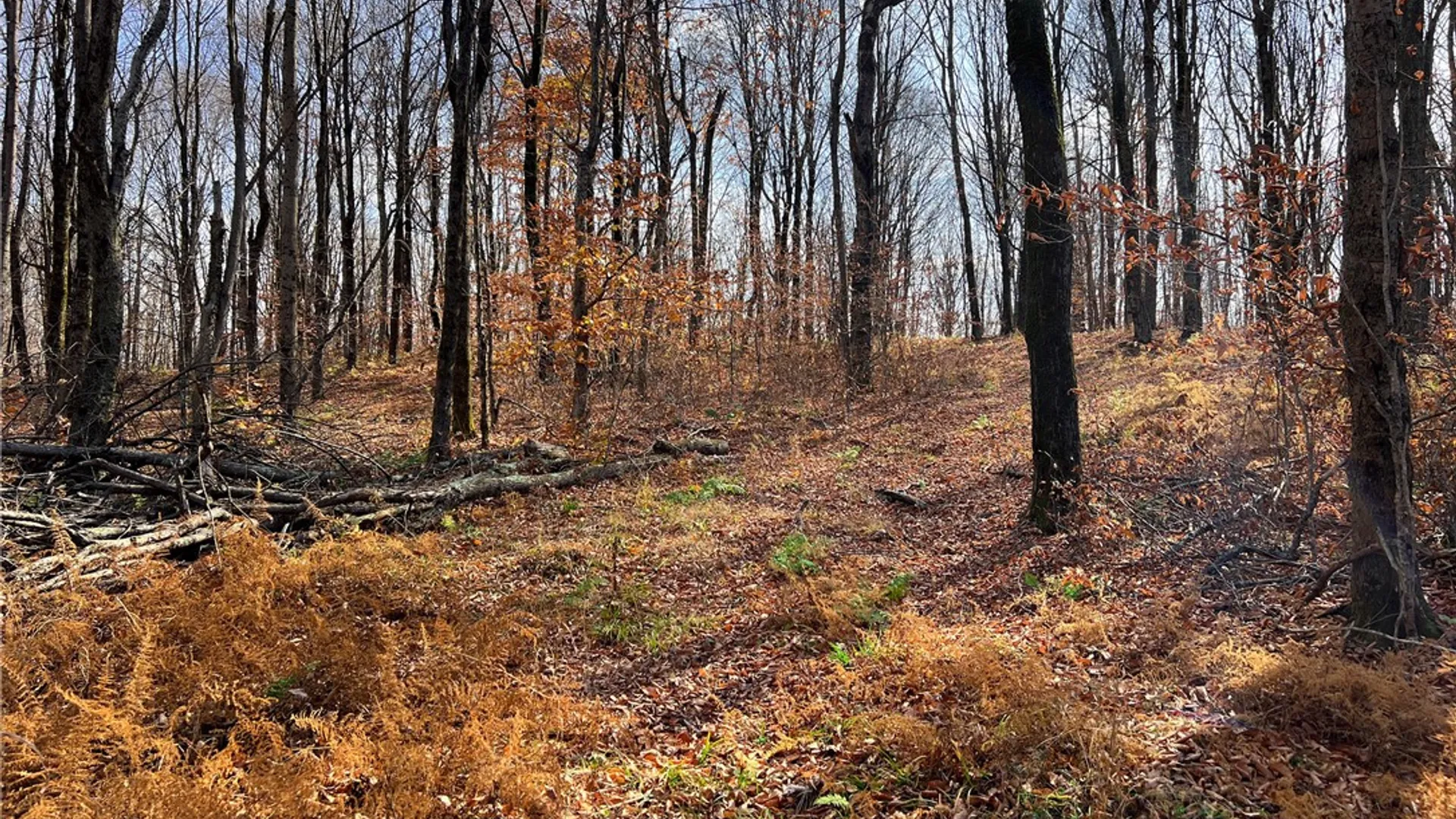 Property at 464 Curtis Lane, Hamden, NY 13782 46